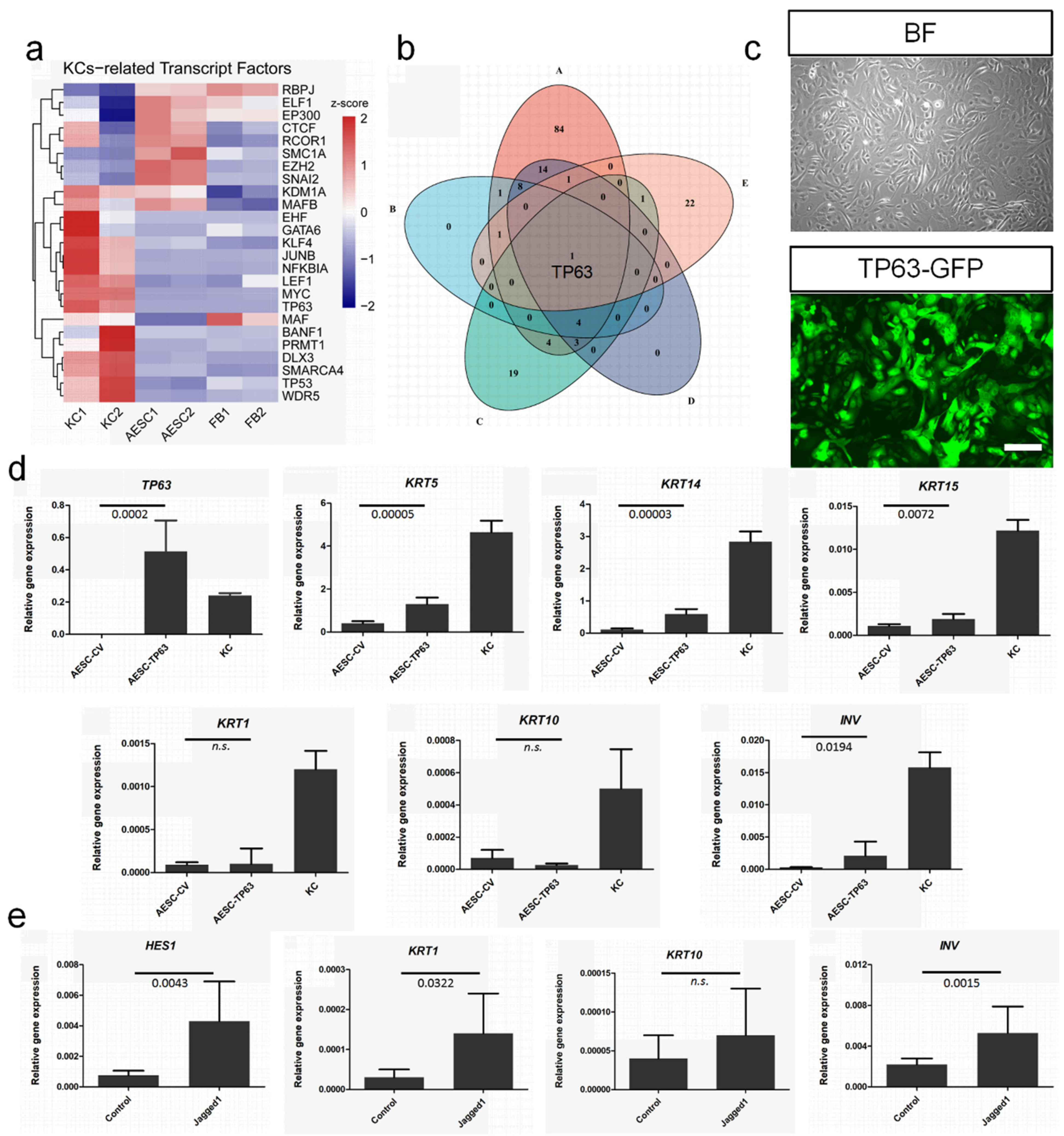 Cells 11 00070 g005 550