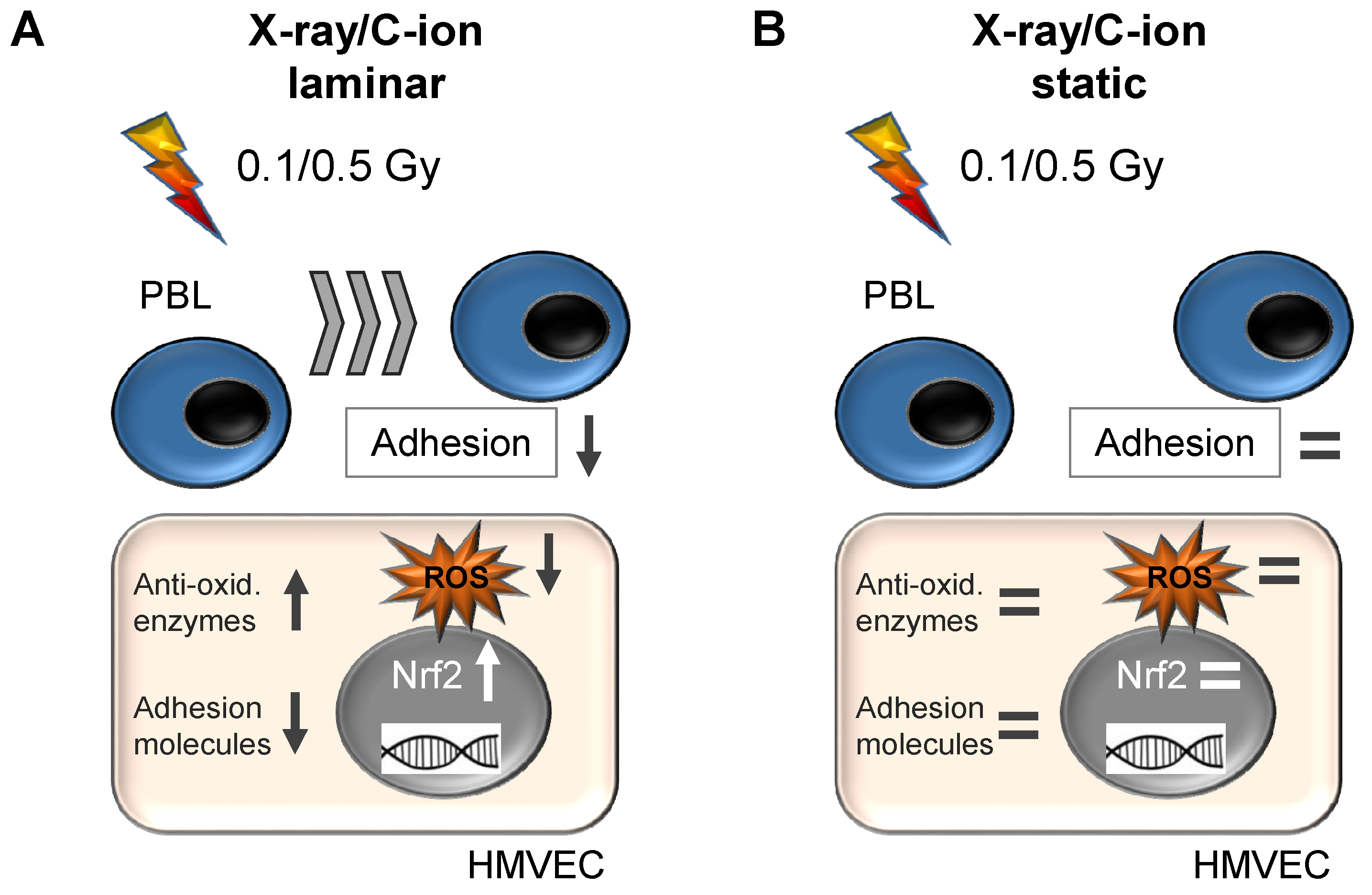 Cells 11 00072 g007 550