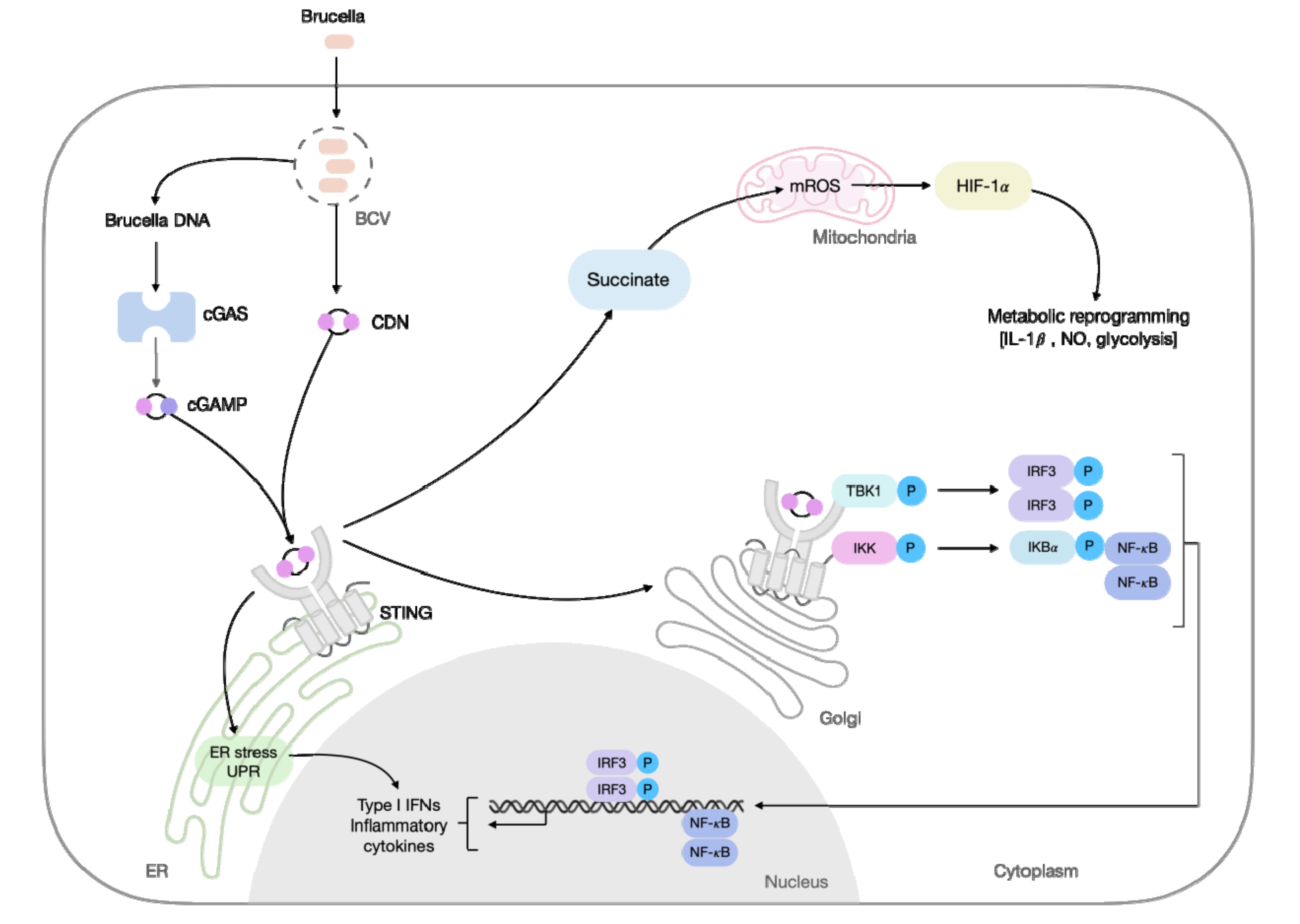 Cells 11 00074 g001 Cells 11 00074 g001