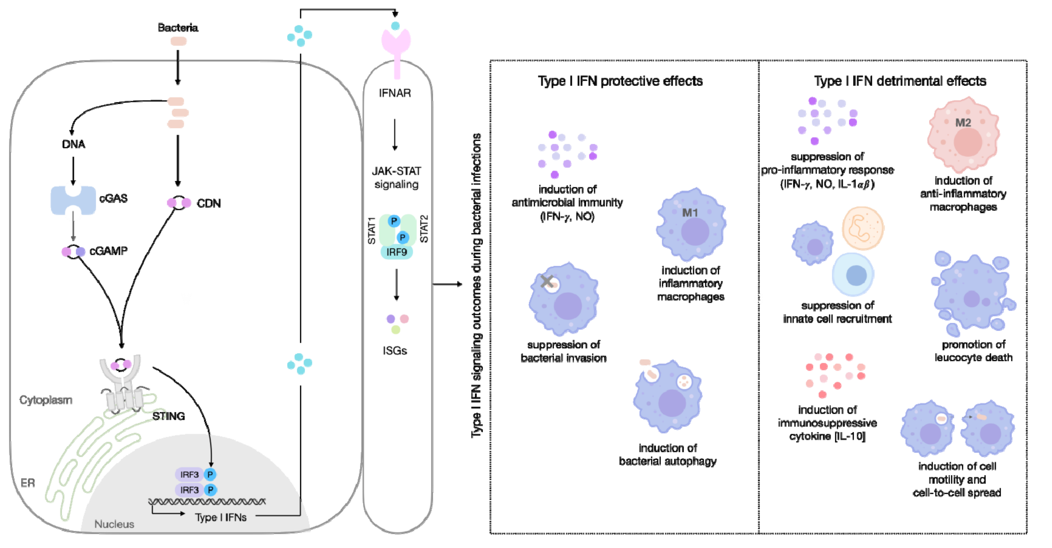 Cells 11 00074 g002 Cells 11 00074 g002