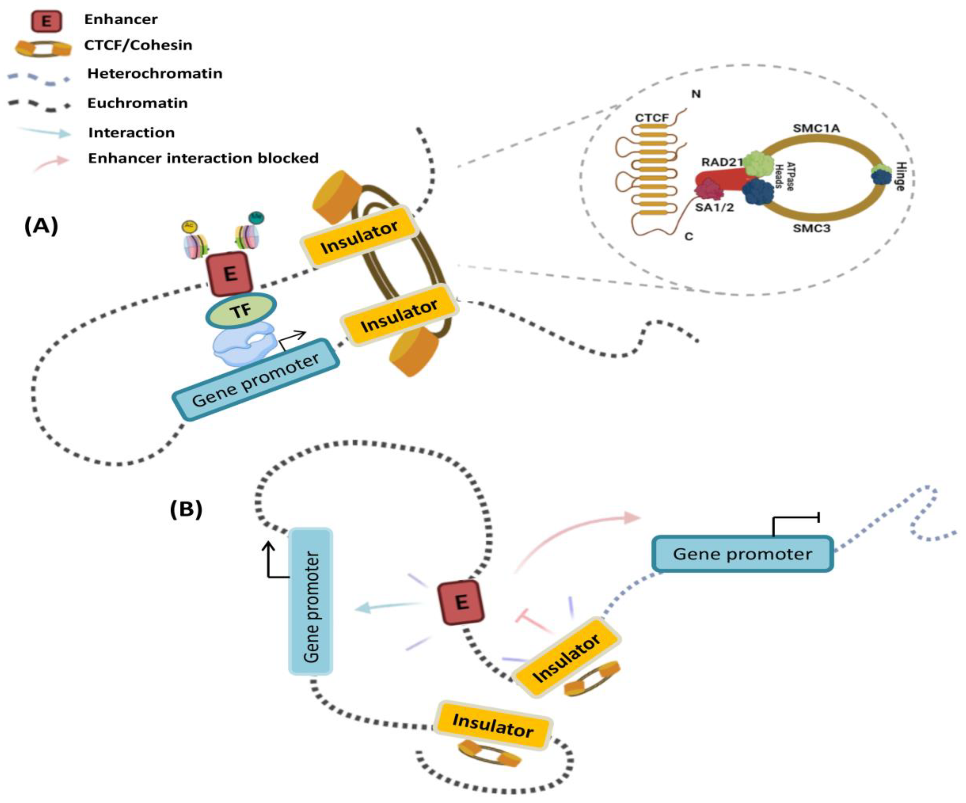 Cells | Free Full-Text | Three-Dimensional Genome Organization in Breast and Gynecological Cancers: How Chromatin Folding Influences Tumorigenic Transcriptional Programs | HTML MDPI