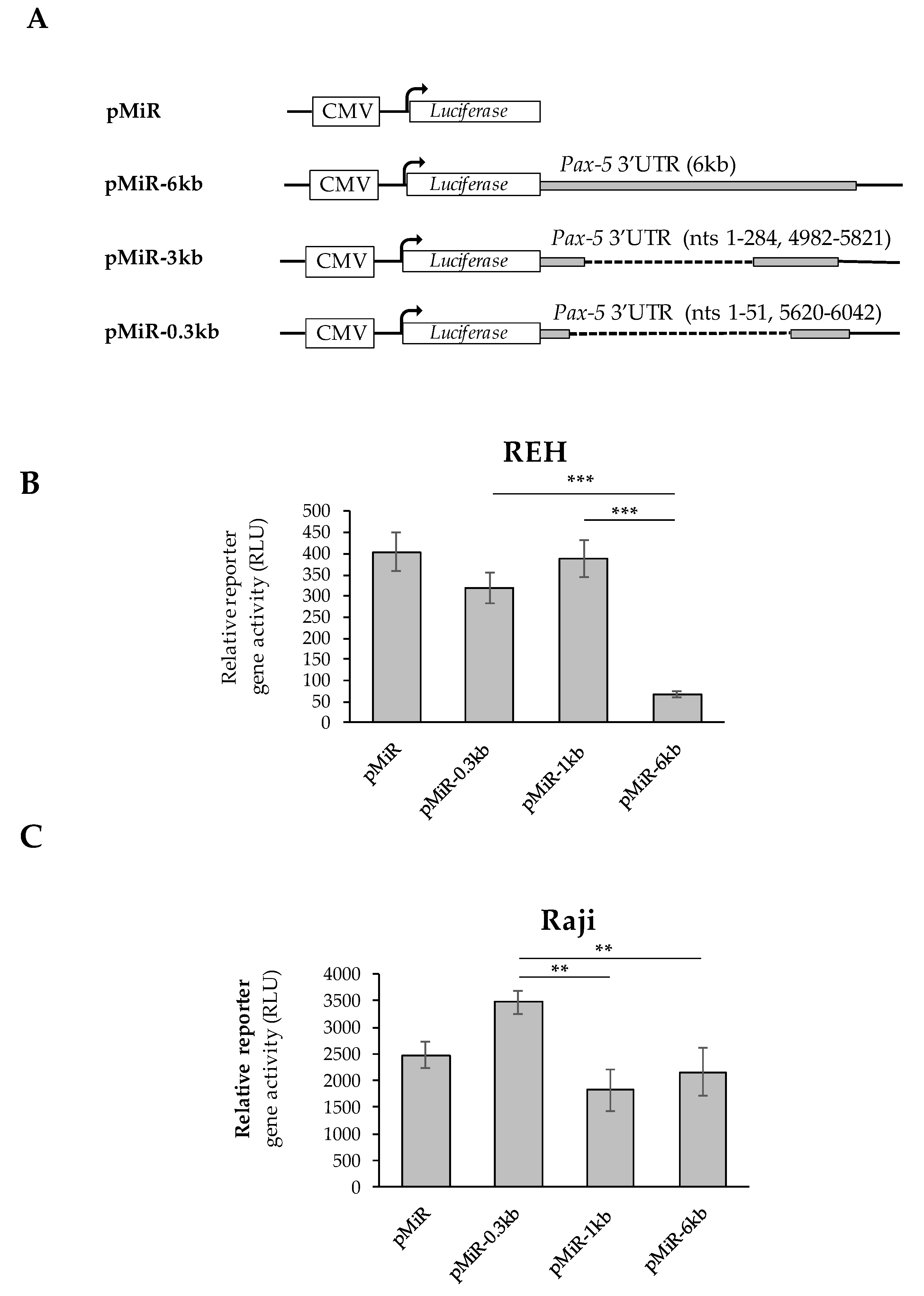 Cells 11 00076 g004 Cells 11 00076 g004