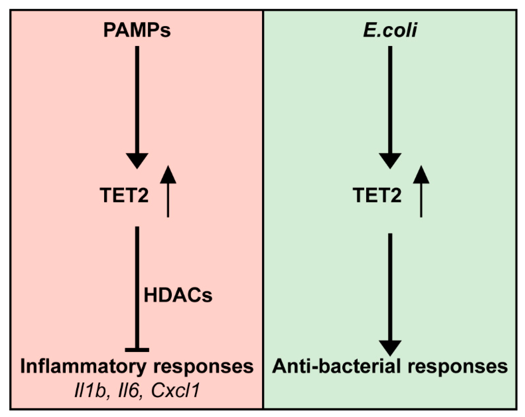 Cells 11 00082 g007 550