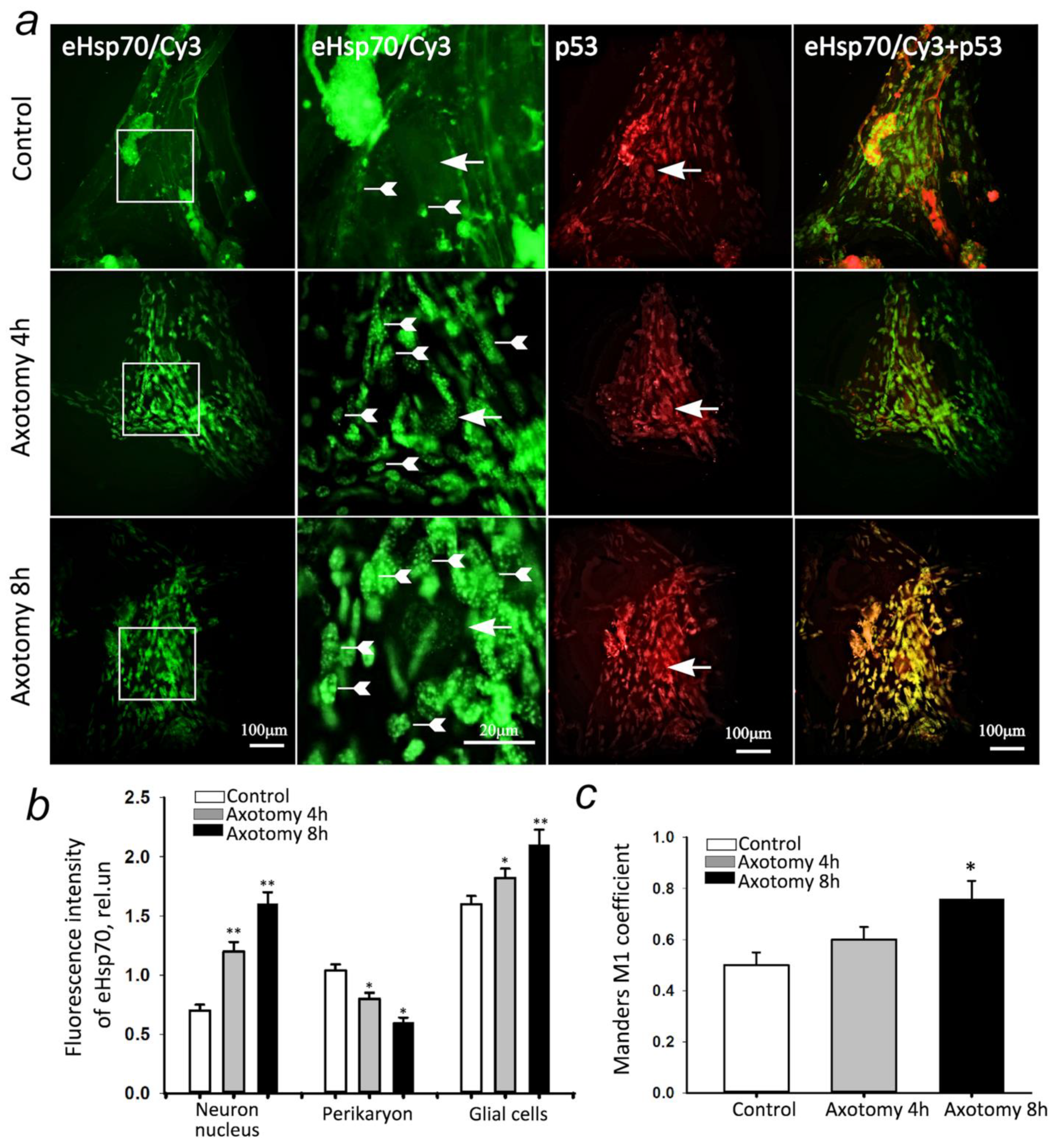 Cells 11 00093 g006 Cells 11 00093 g006
