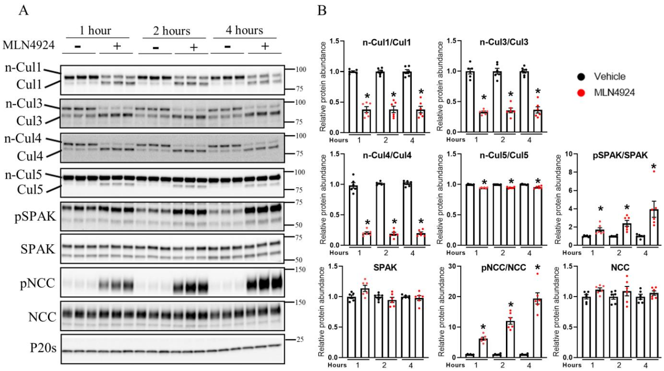 Cells 11 00095 g005 550