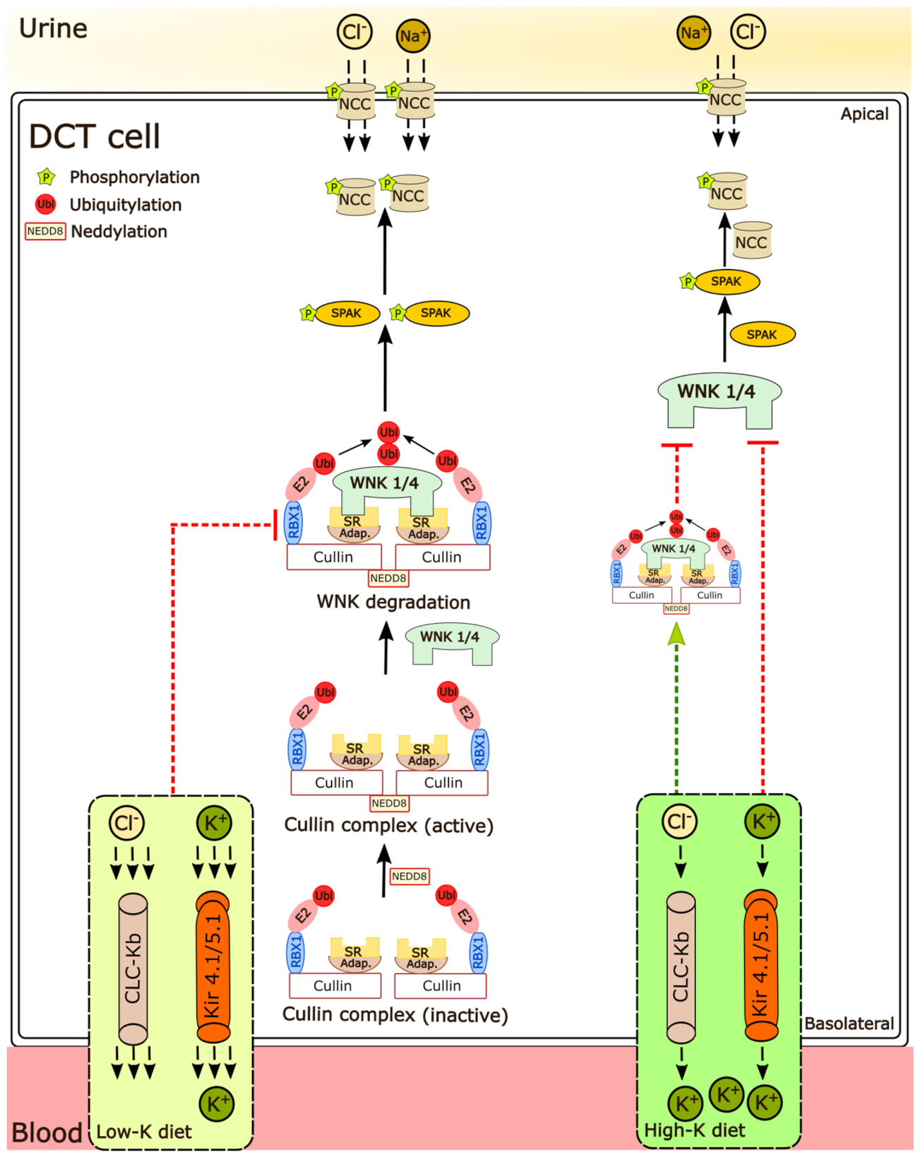 Cells 11 00095 g009 550