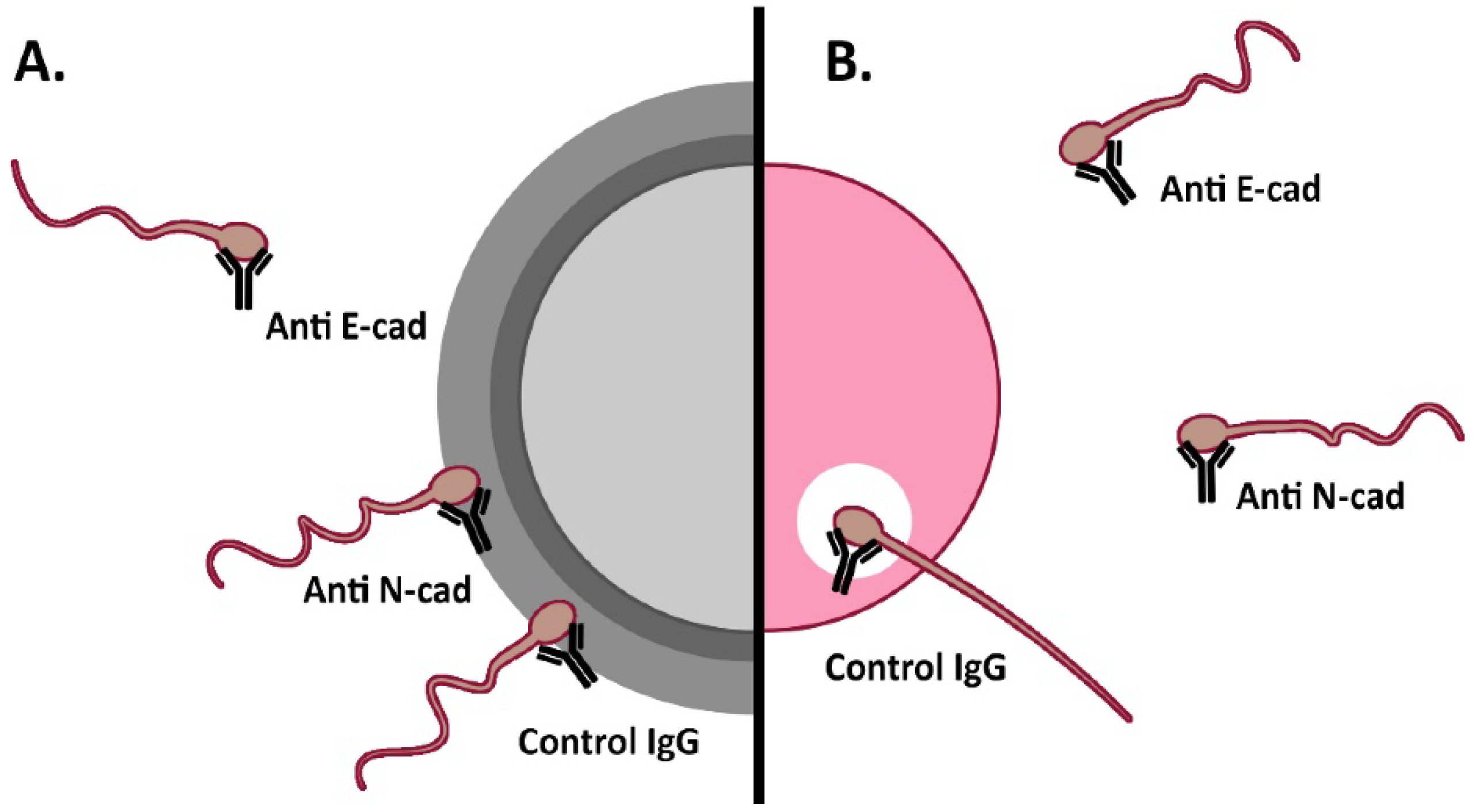Cells 11 00102 g001 Cells 11 00102 g001