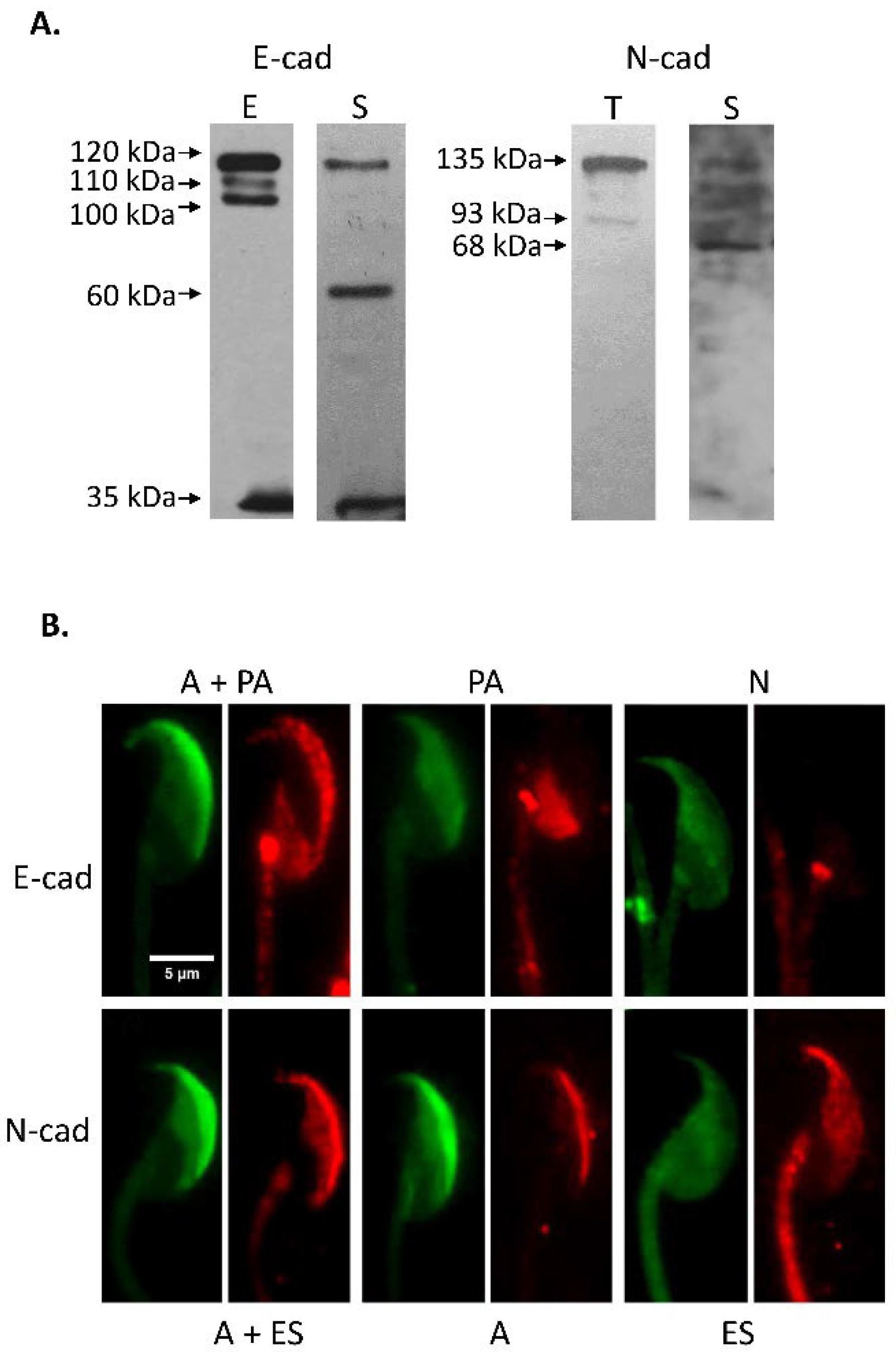 Cells 11 00102 g002 Cells 11 00102 g002