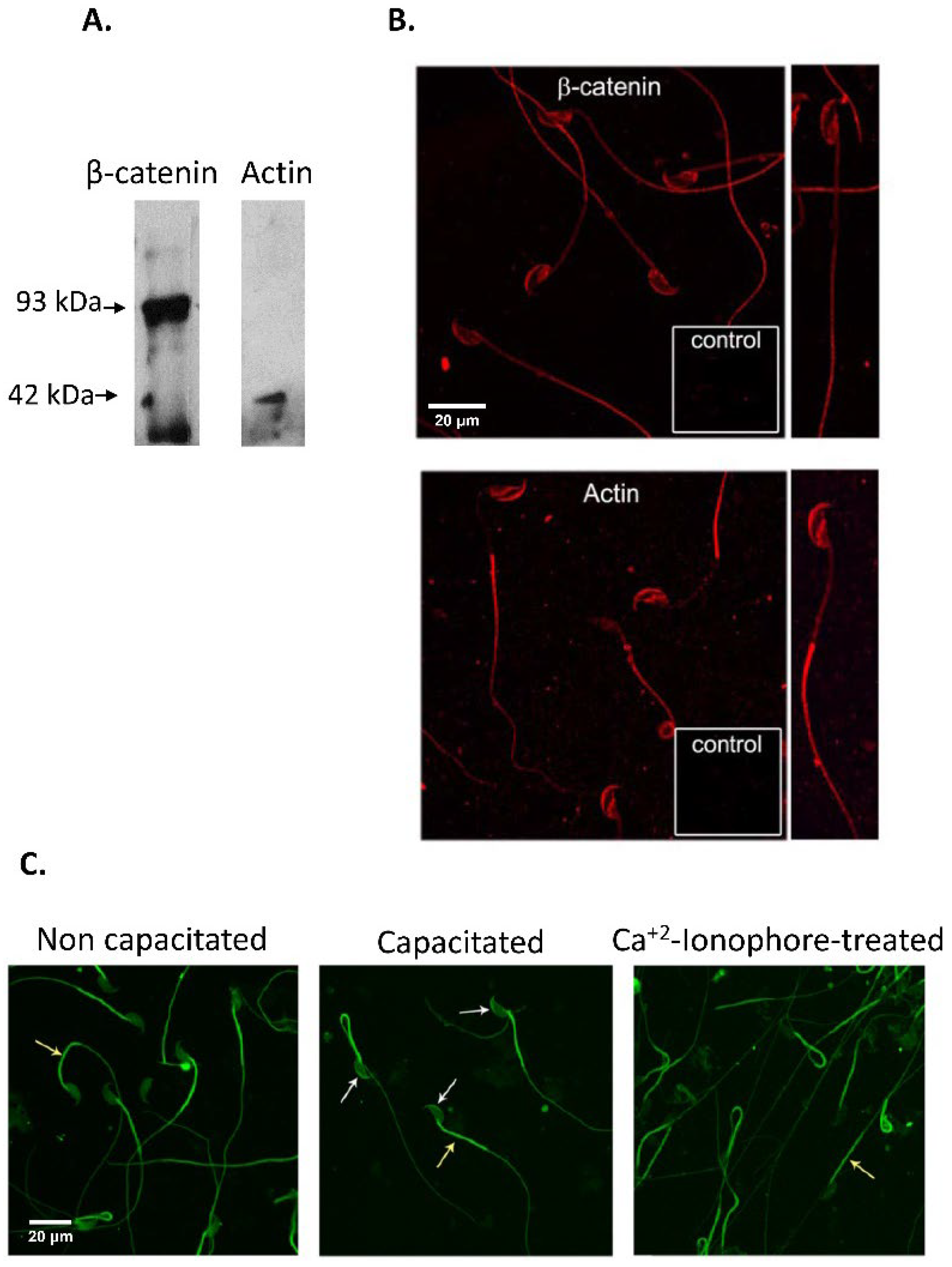 Cells 11 00102 g003 Cells 11 00102 g003
