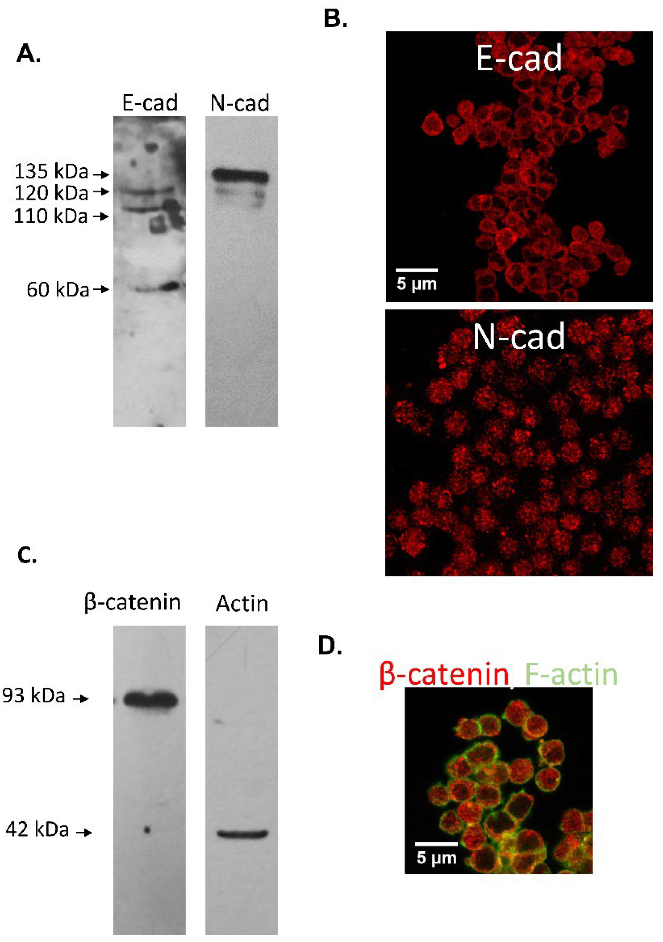 Cells 11 00102 g004 Cells 11 00102 g004