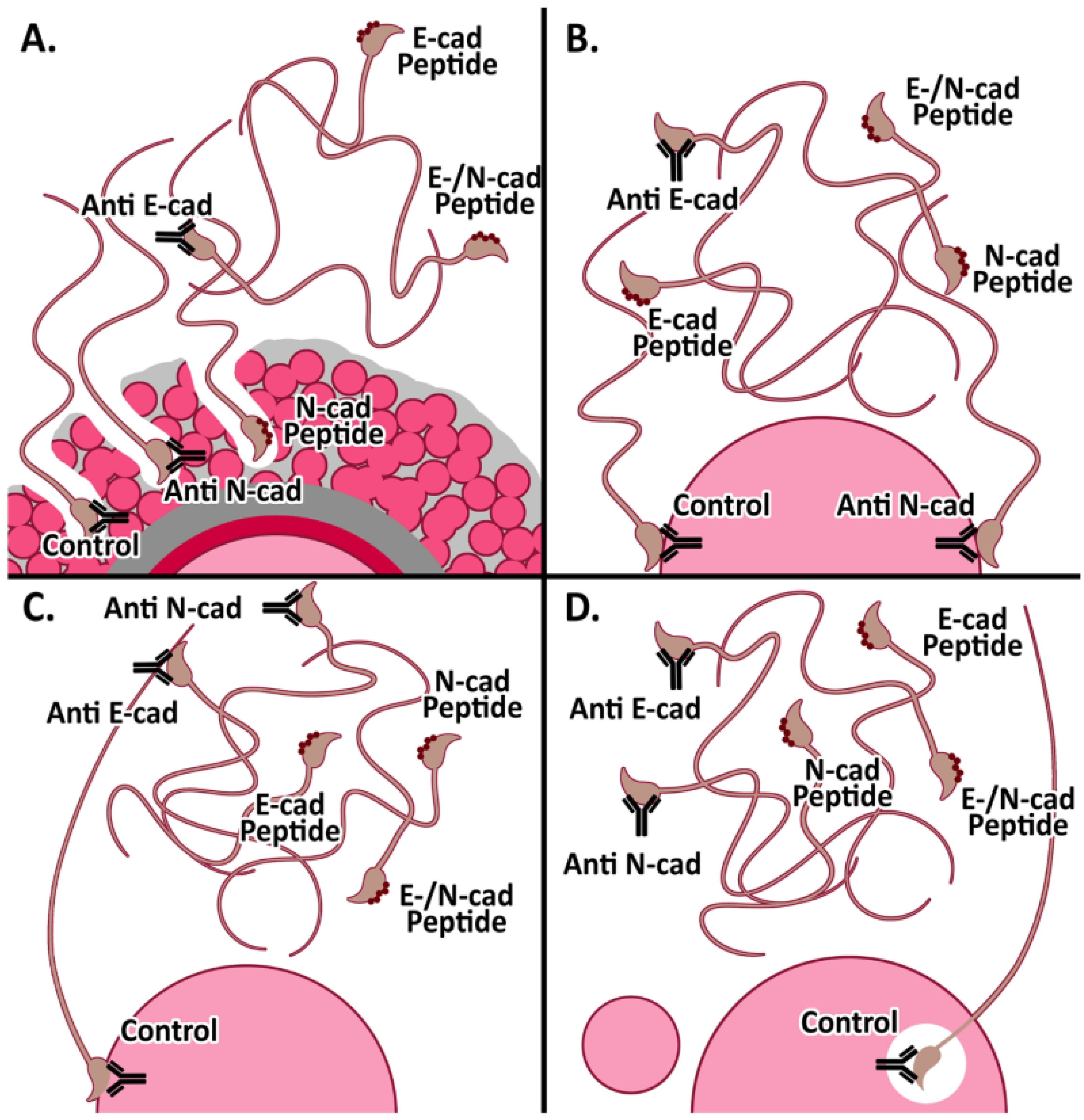 Cells 11 00102 g006 Cells 11 00102 g006
