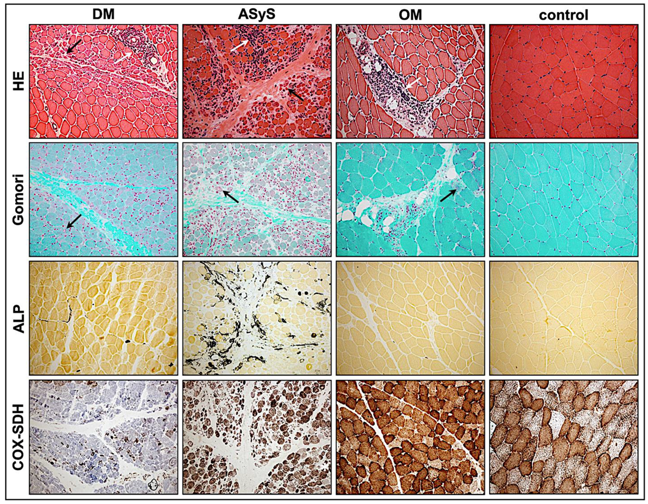 Cells 11 00109 g003 Cells 11 00109 g003