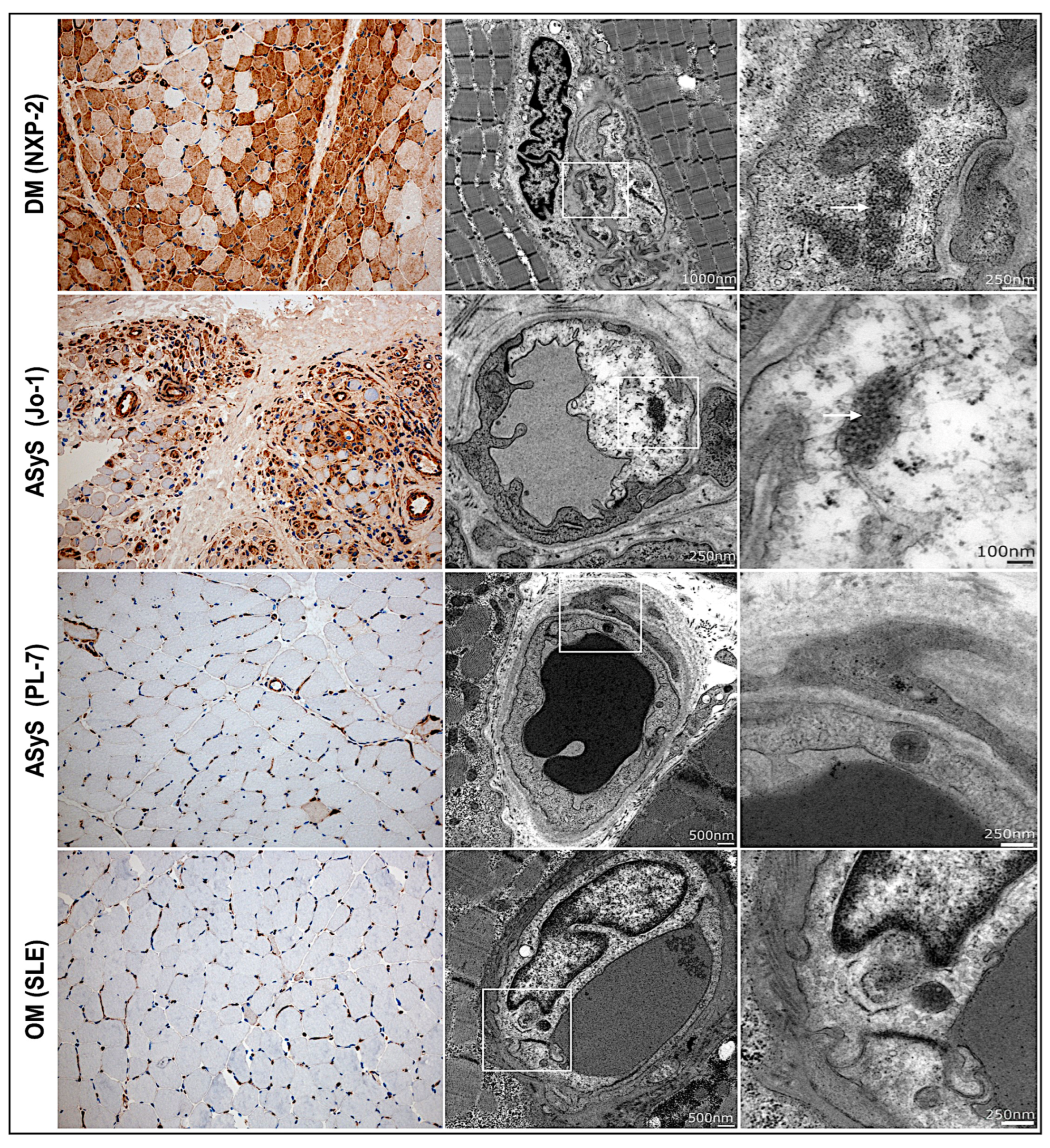 Cells 11 00109 g007 Cells 11 00109 g007