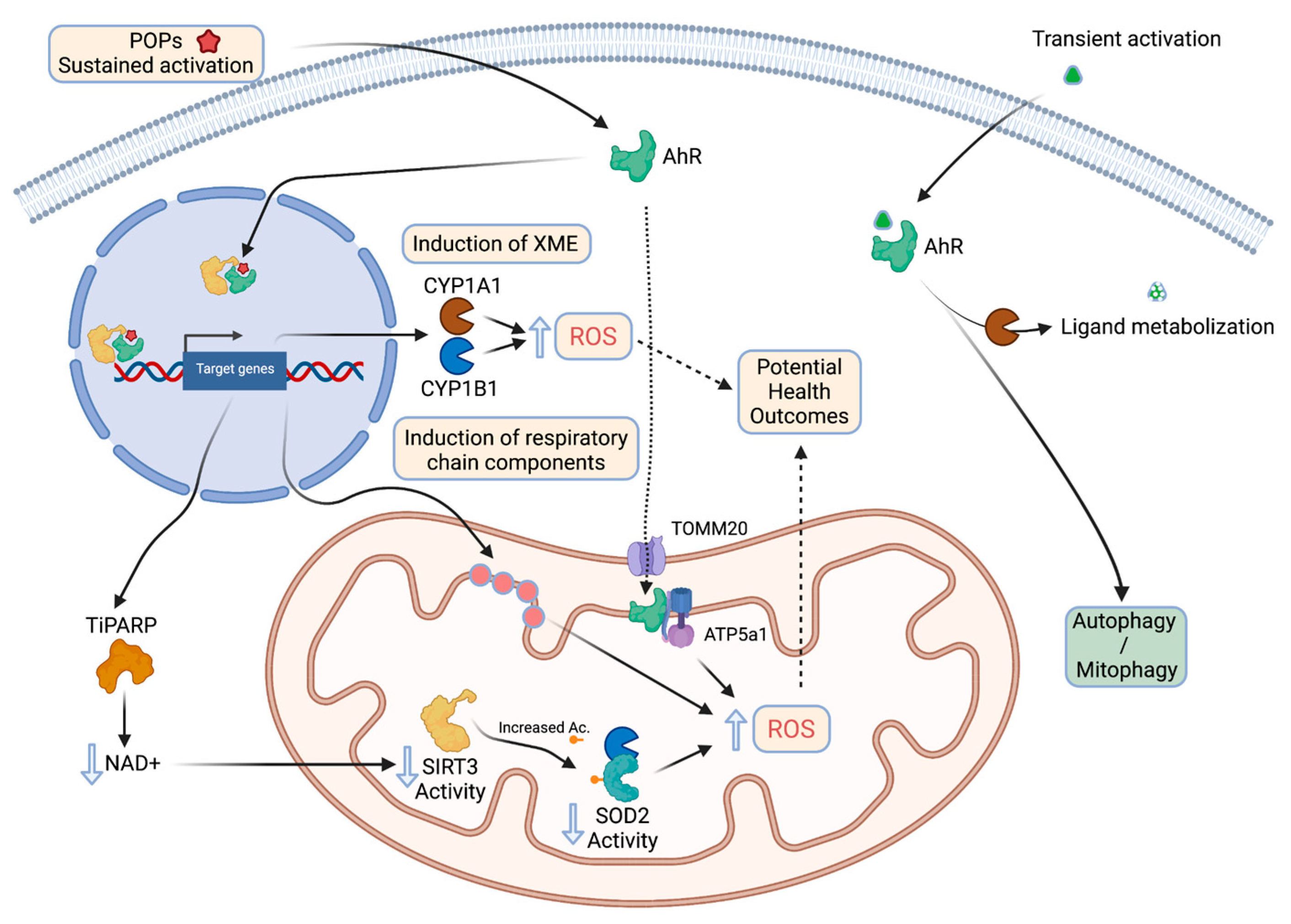 Cells 11 00110 g003 Cells 11 00110 g003