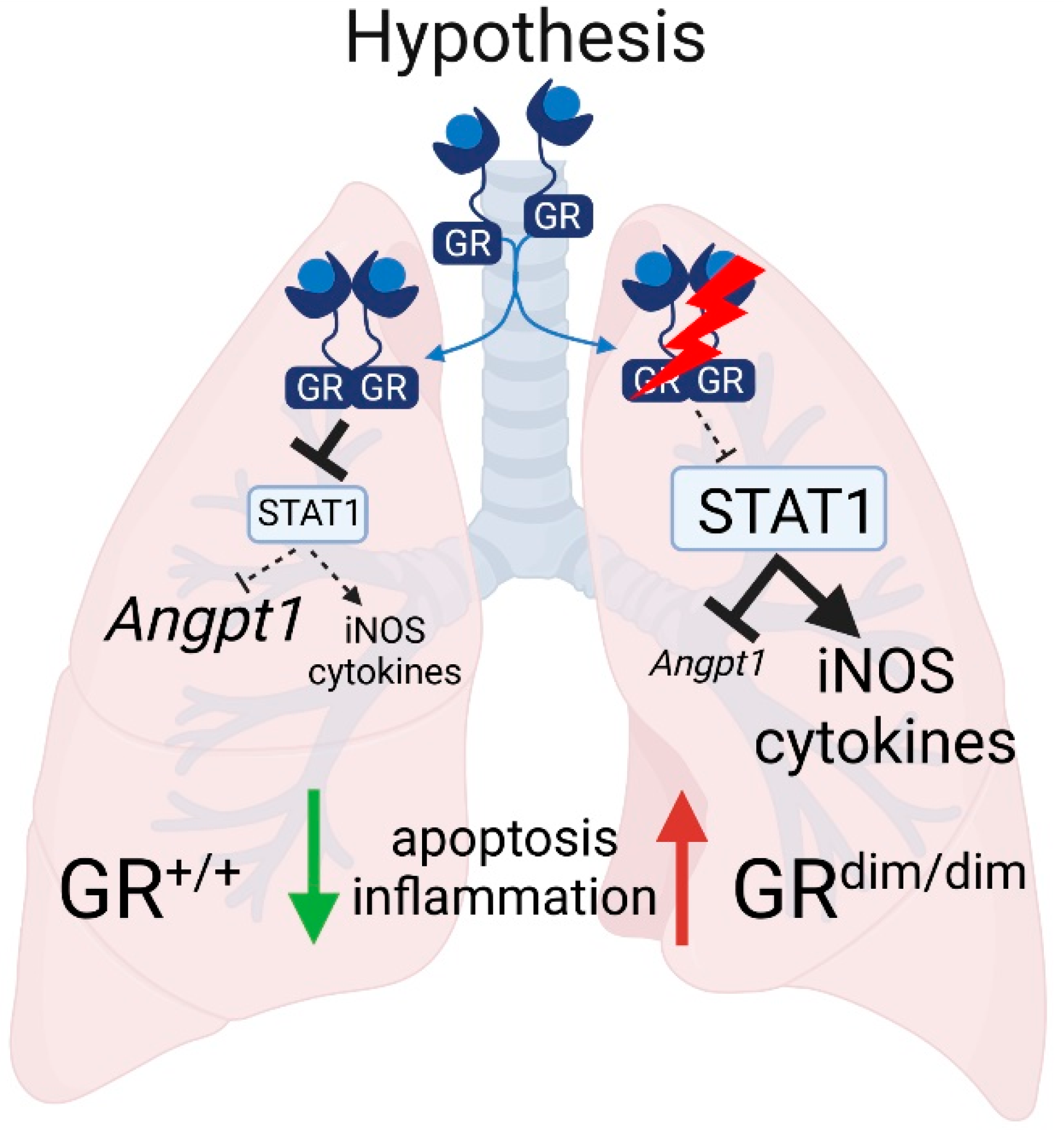 Cells 11 00112 g005 Cells 11 00112 g005
