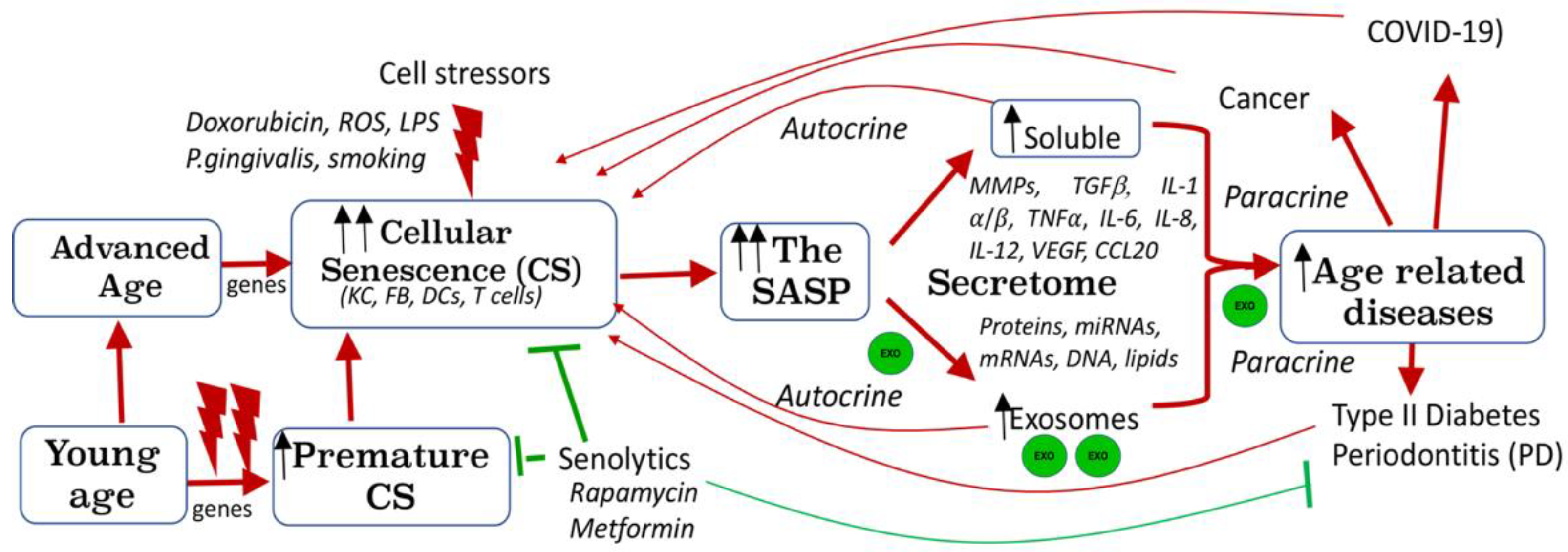 Cells 11 00115 g002 Cells 11 00115 g002