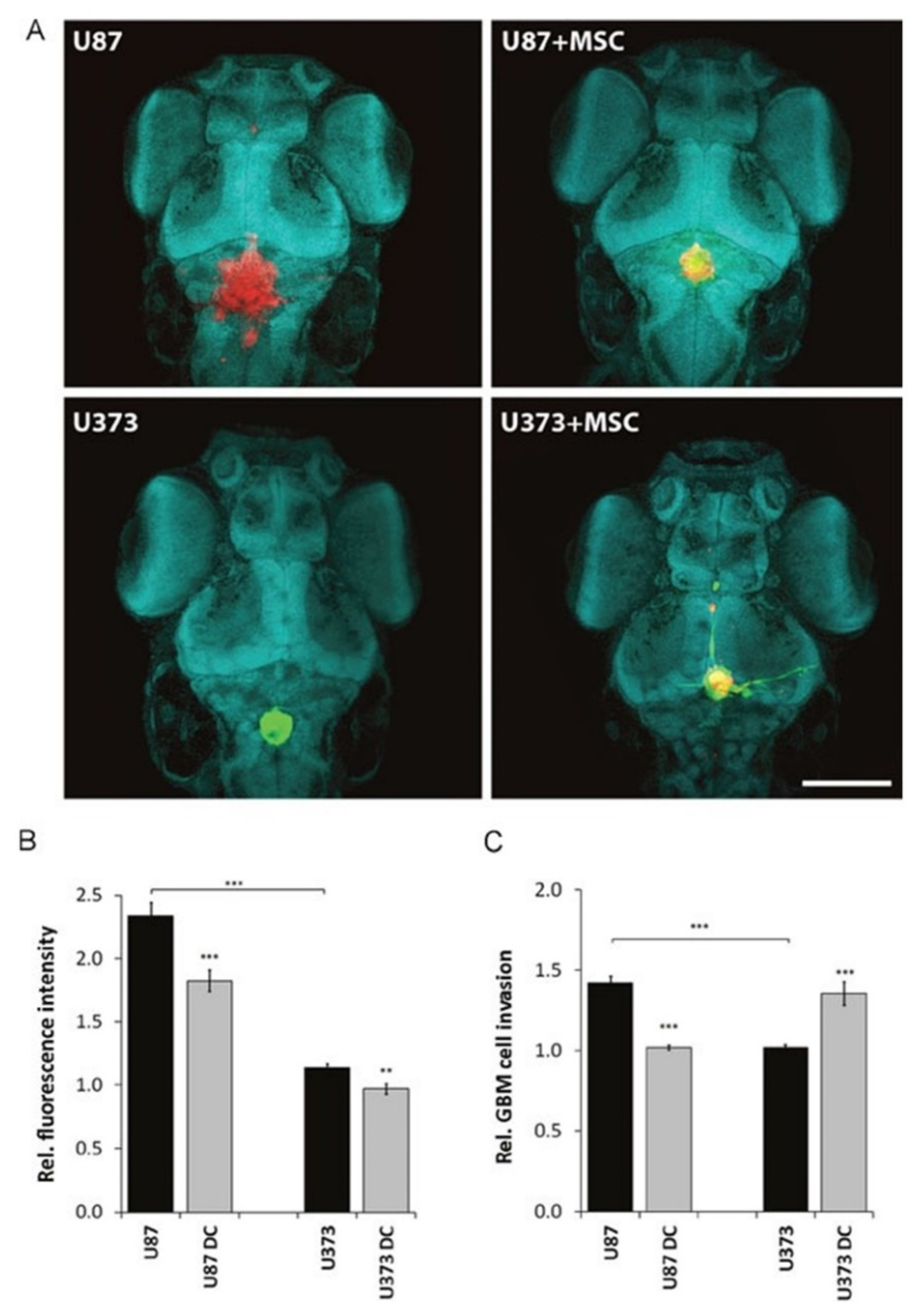 Cells 11 00116 g002 Cells 11 00116 g002