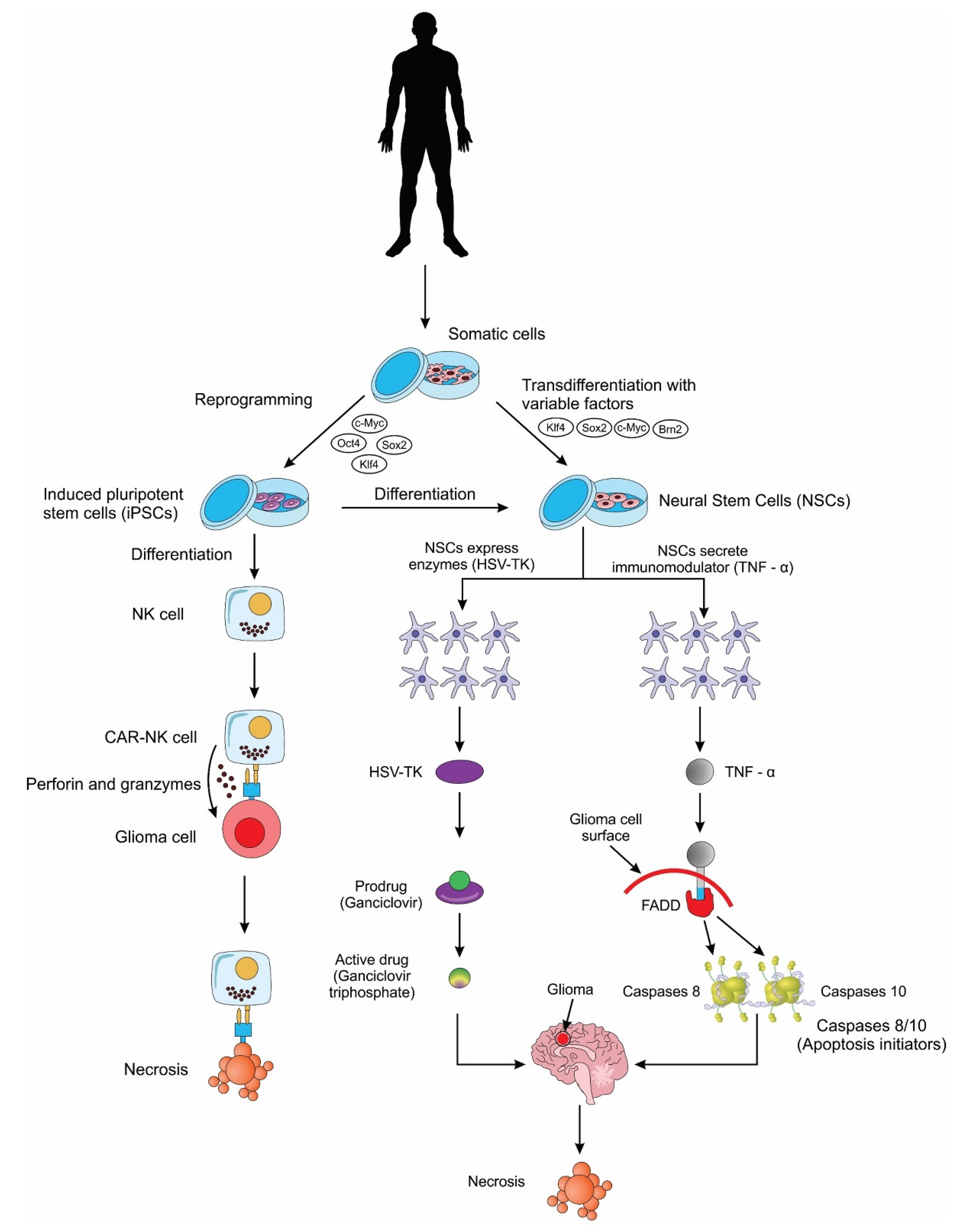 Cells 11 00116 g003 Cells 11 00116 g003