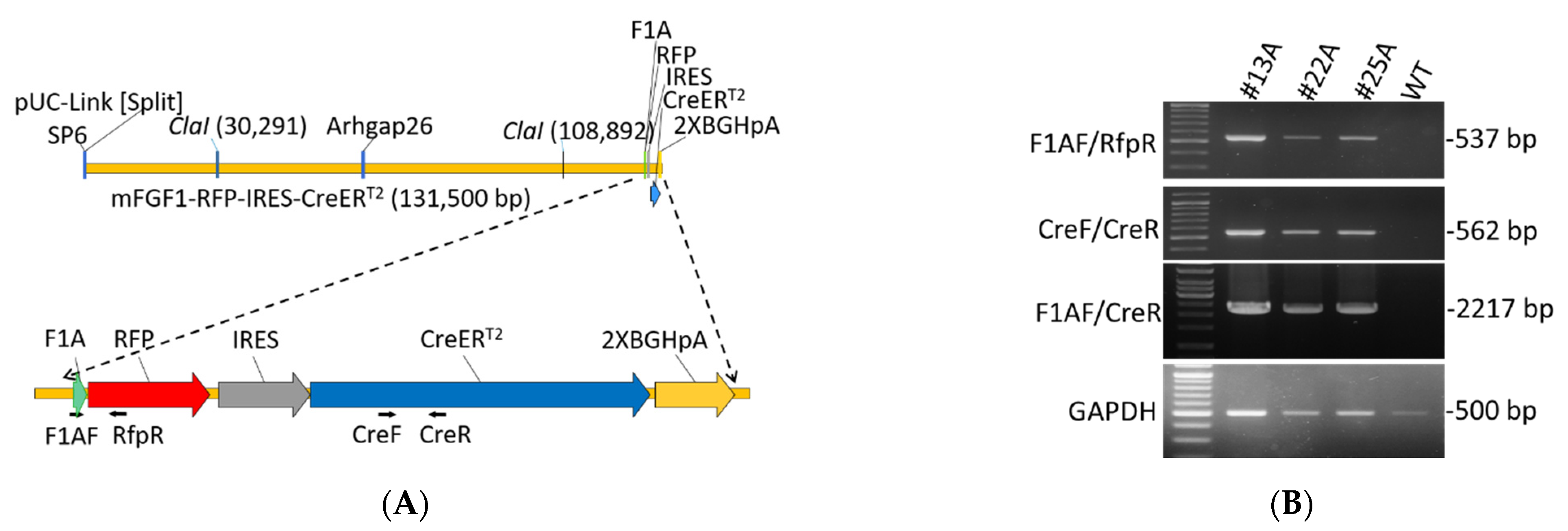 Cells 11 00121 g001 Cells 11 00121 g001