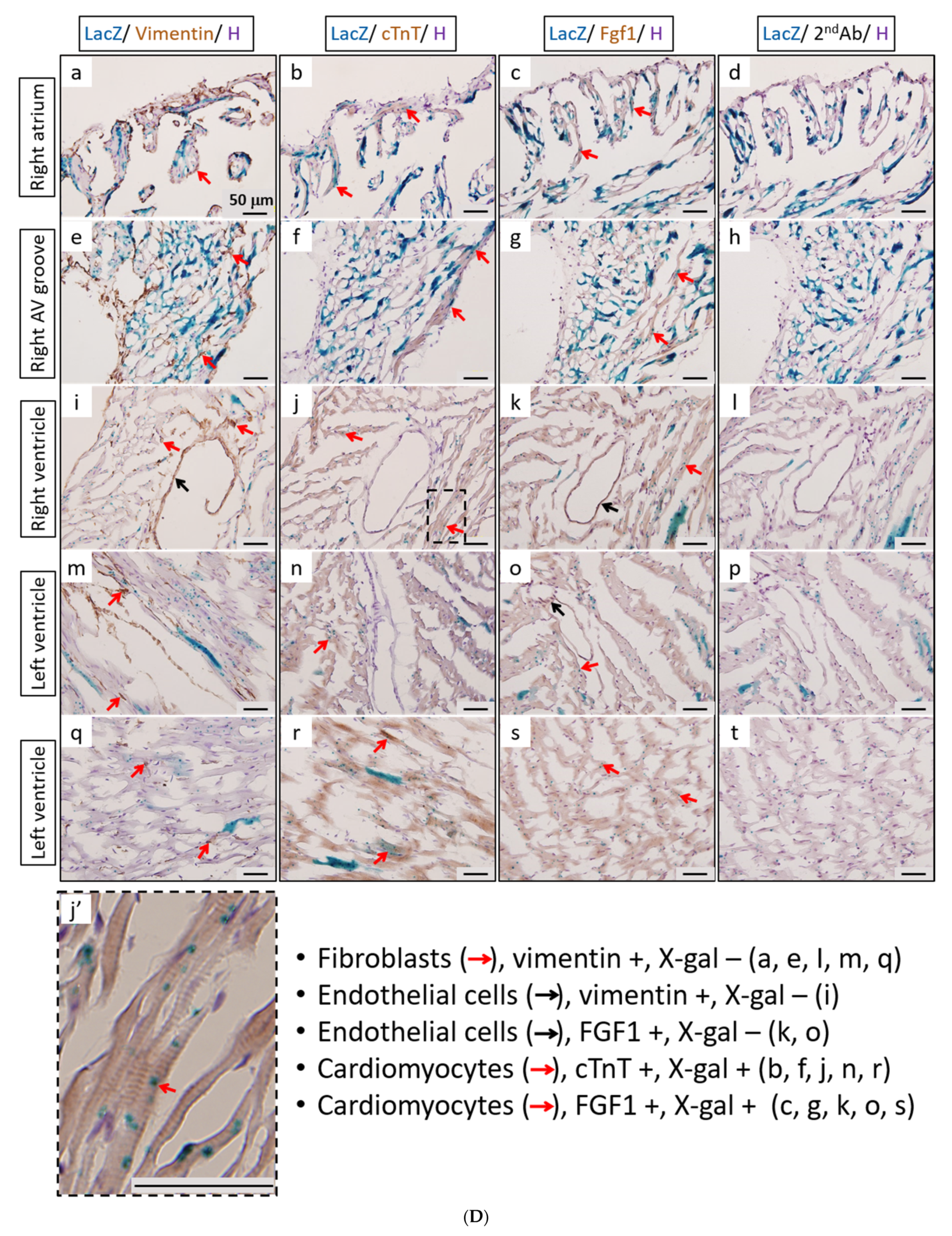 Cells 11 00121 g005c Cells 11 00121 g005c