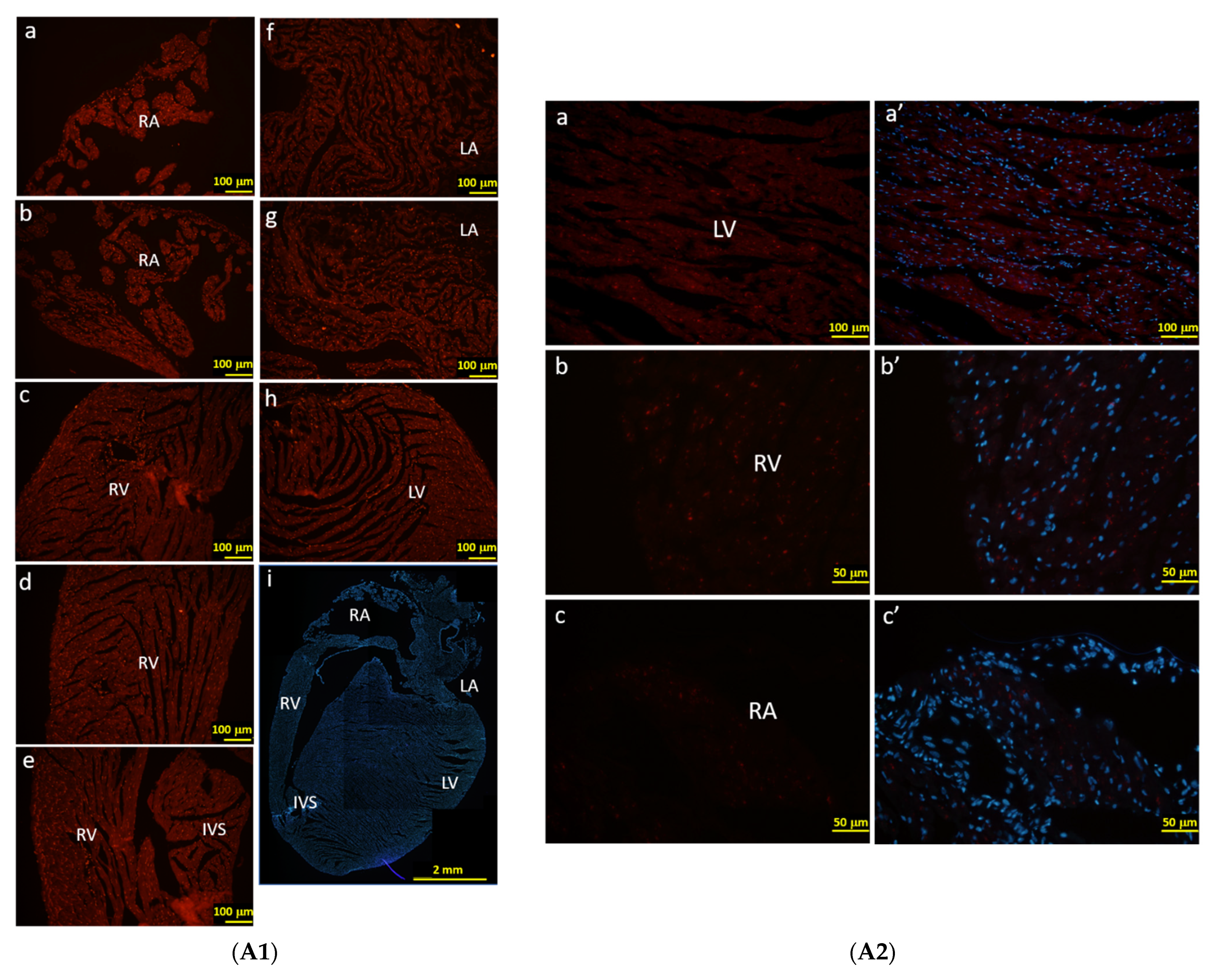 Cells 11 00121 g006a Cells 11 00121 g006a