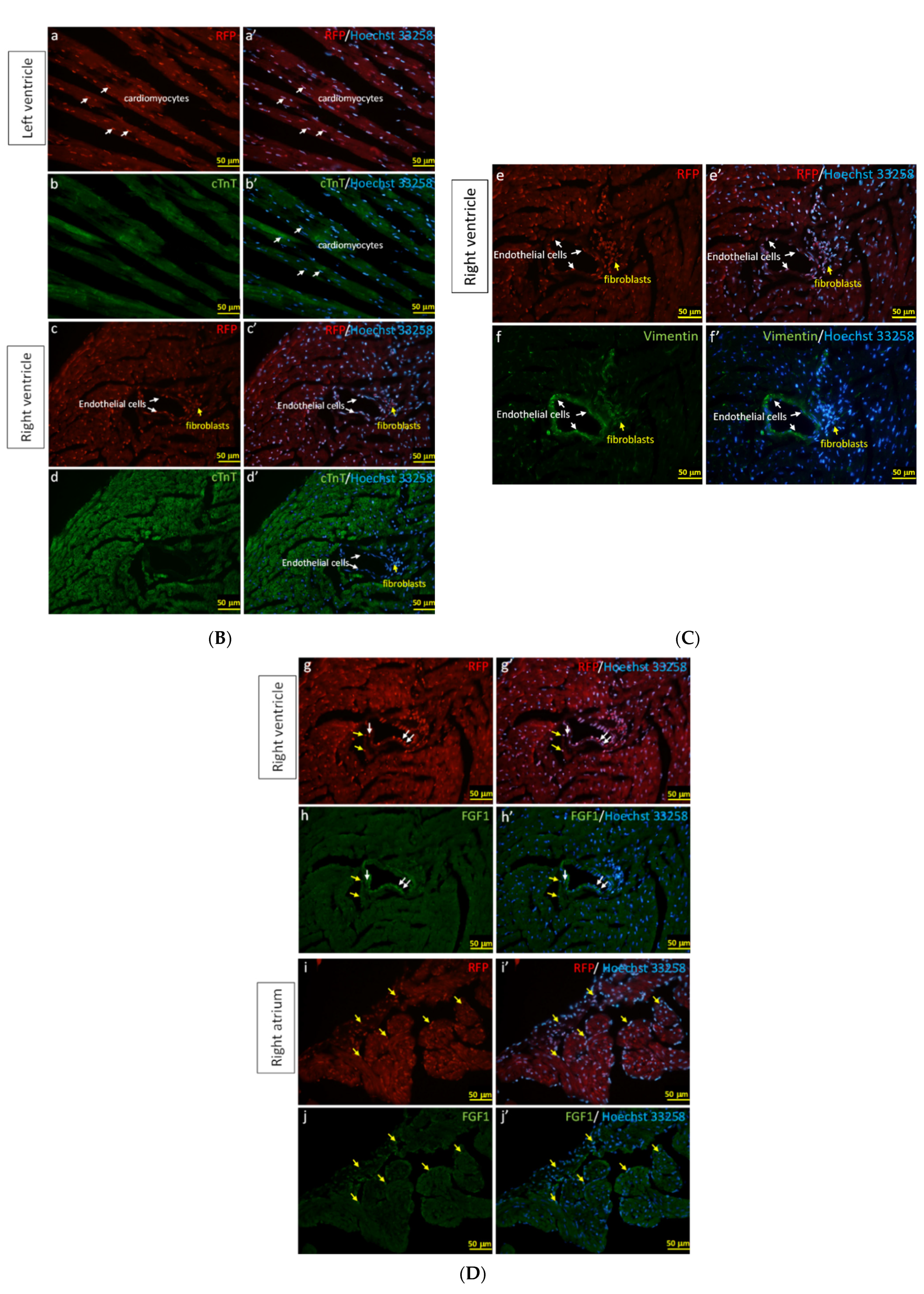 Cells 11 00121 g006b Cells 11 00121 g006b