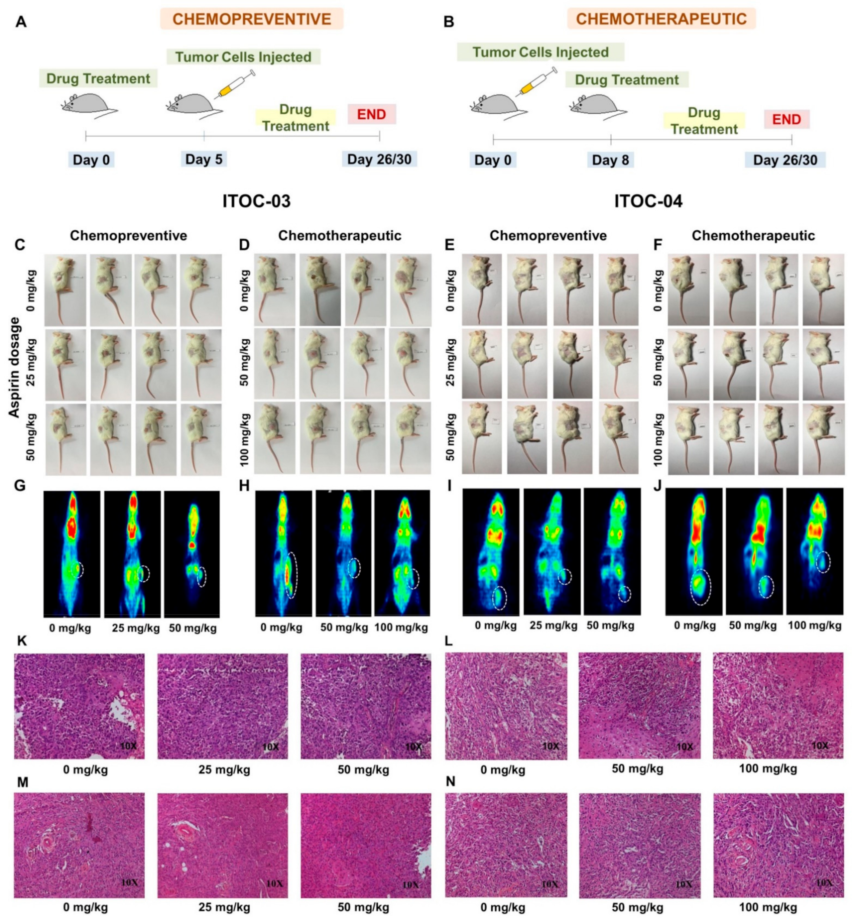 Cells 11 00123 g004 Cells 11 00123 g004