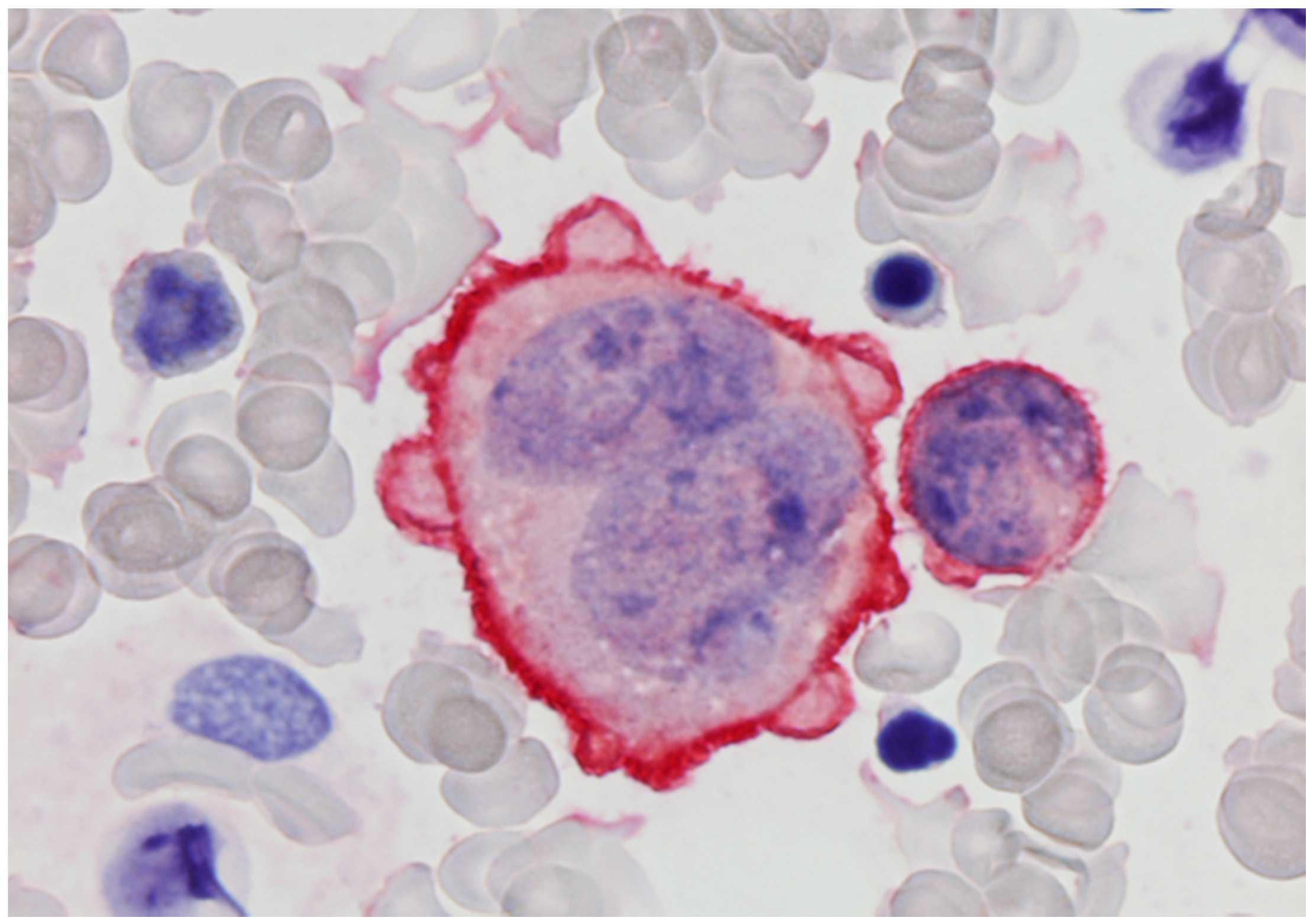 Cells 11 00127 g003 550