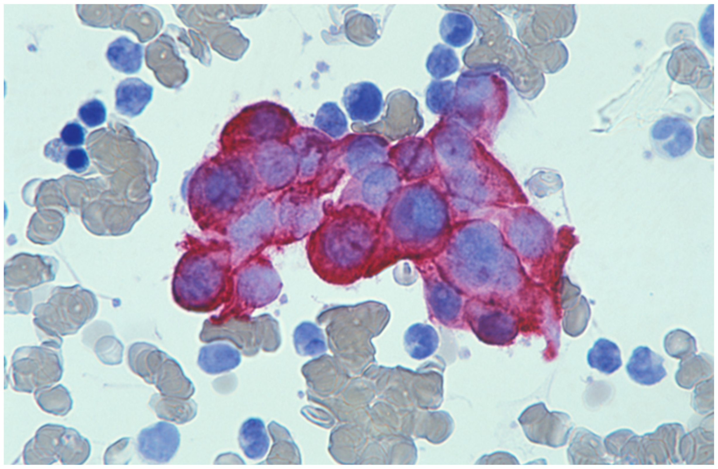 Cells 11 00127 g004 550