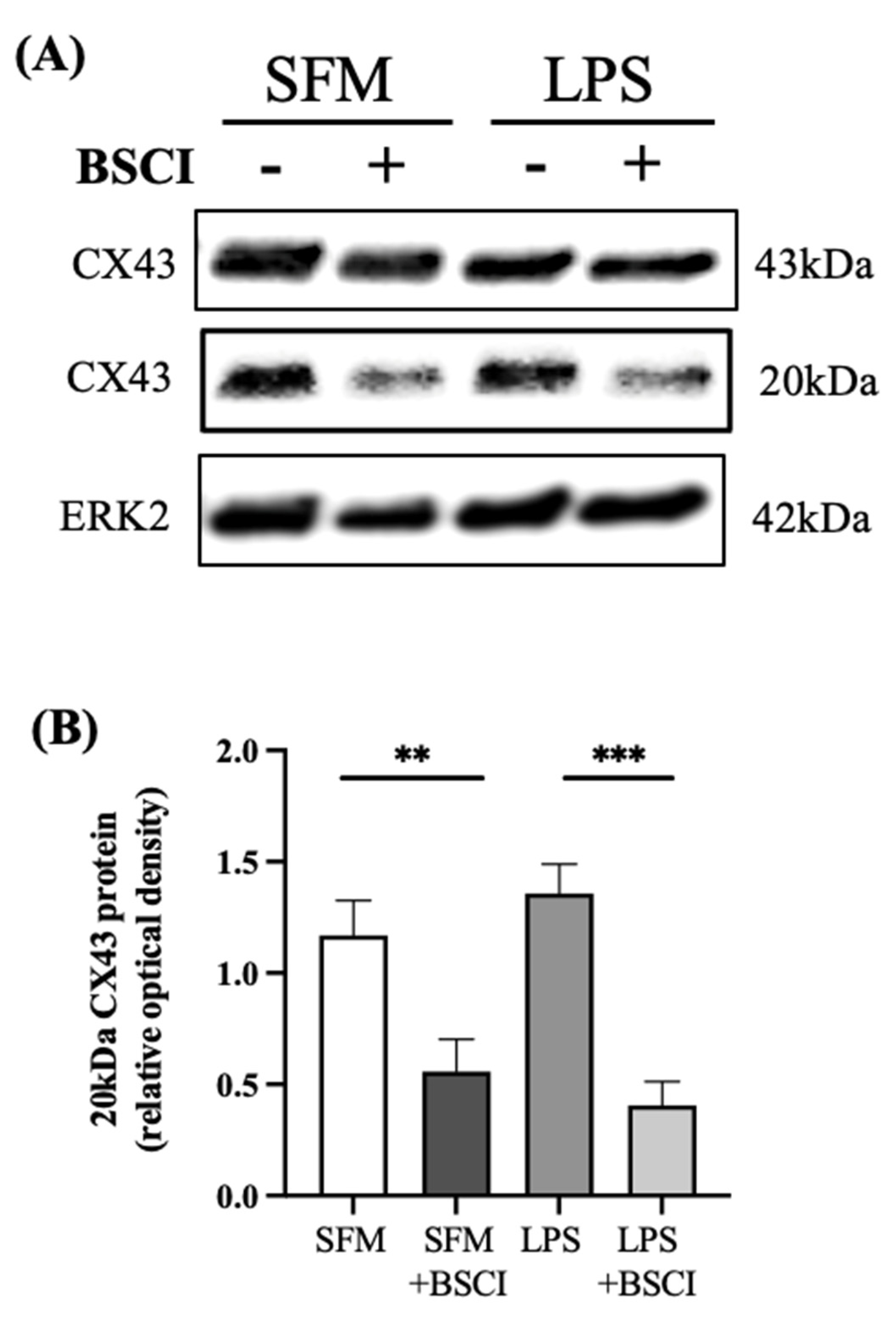Cells 11 00128 g004 Cells 11 00128 g004