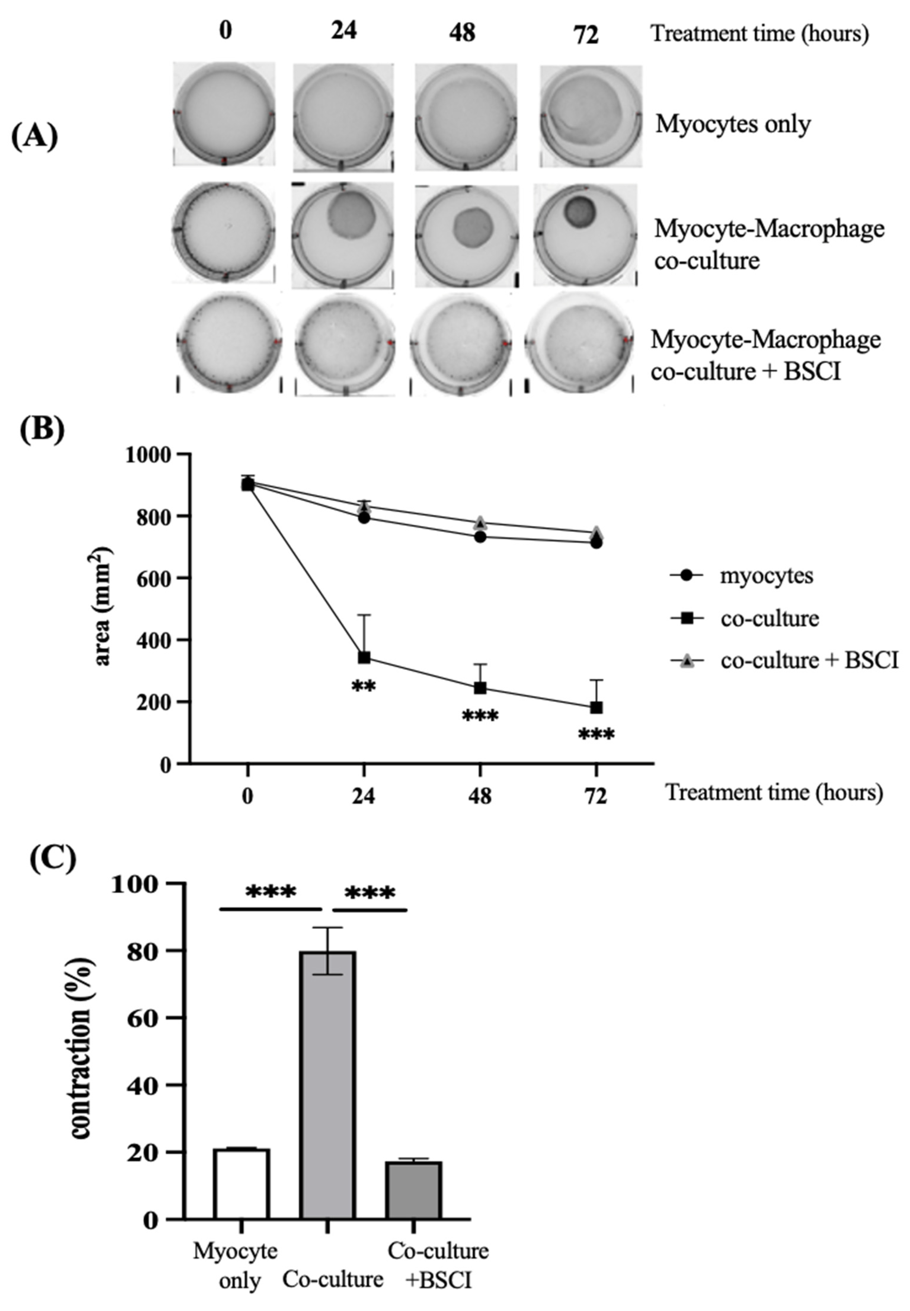 Cells 11 00128 g007 Cells 11 00128 g007