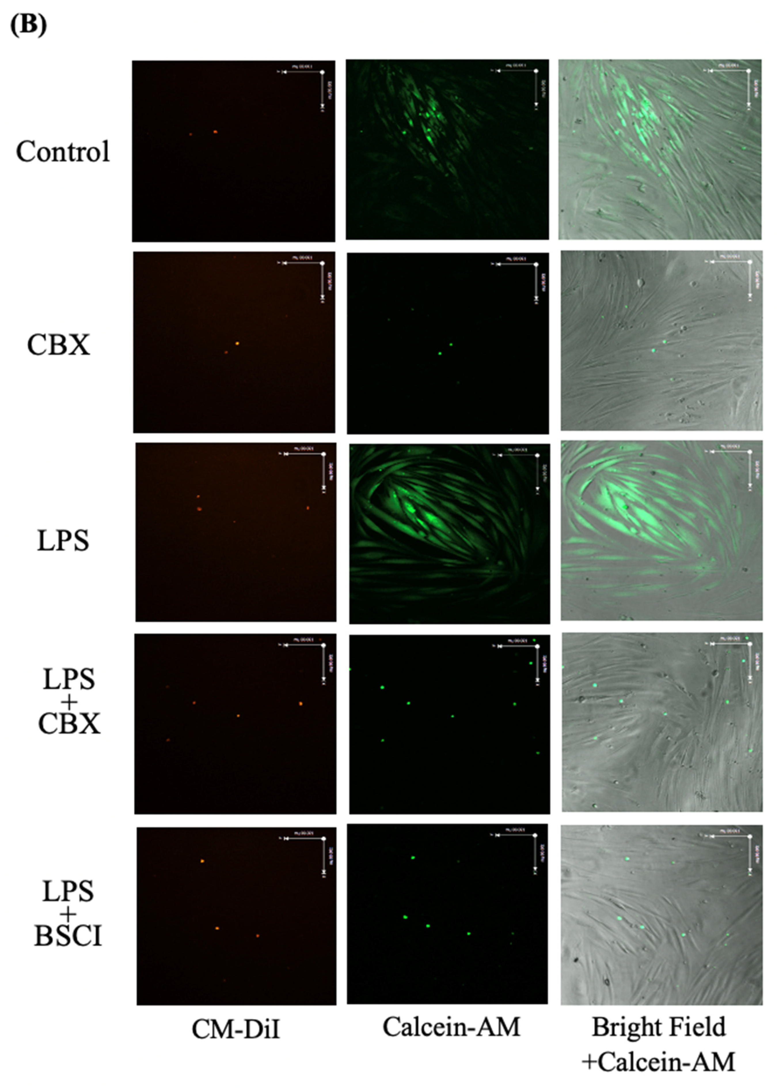 Cells 11 00128 g008b Cells 11 00128 g008b