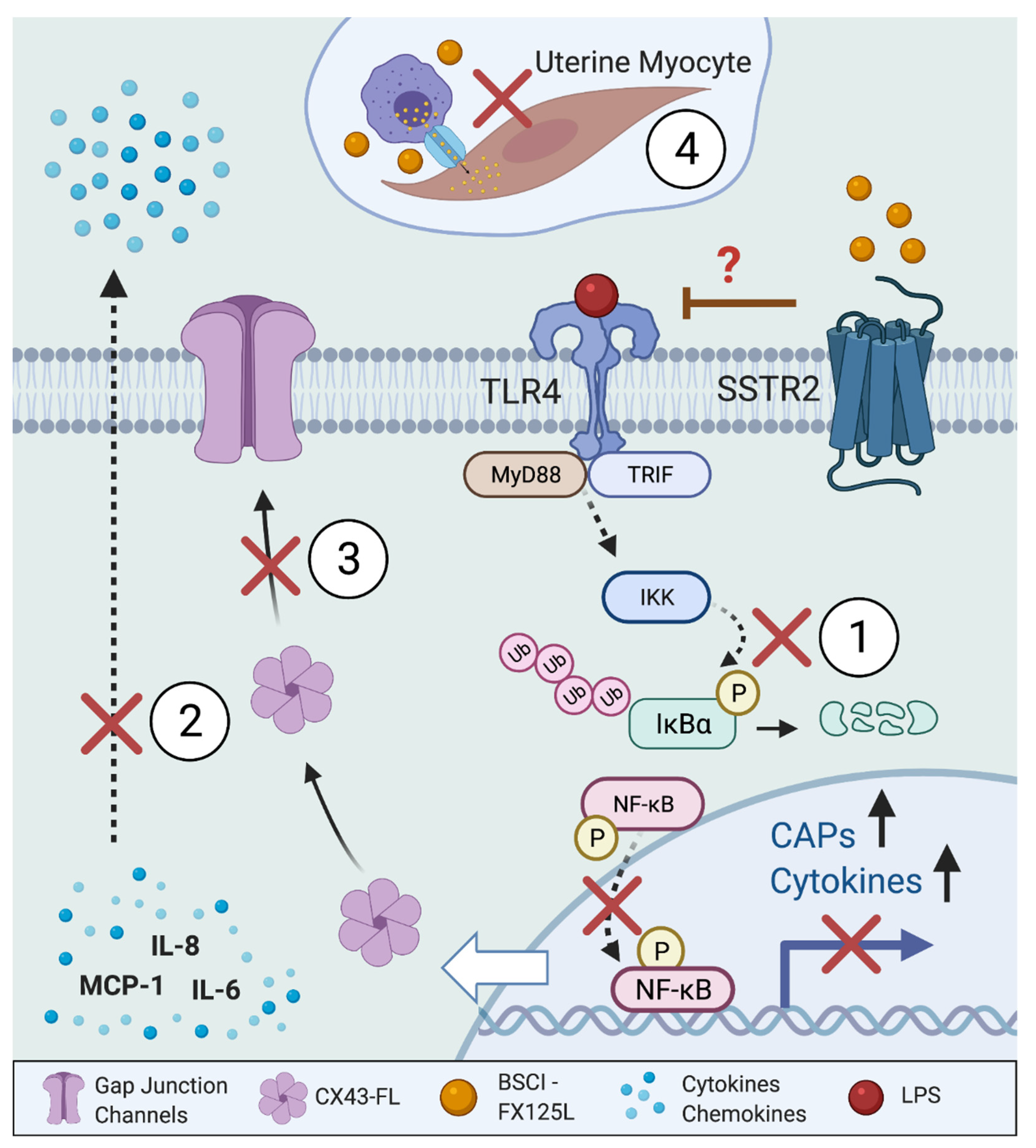 Cells 11 00128 g009 Cells 11 00128 g009