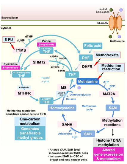 韓国 CD Free‐Standing Carbon Materials for Lithium Metal Batteries
