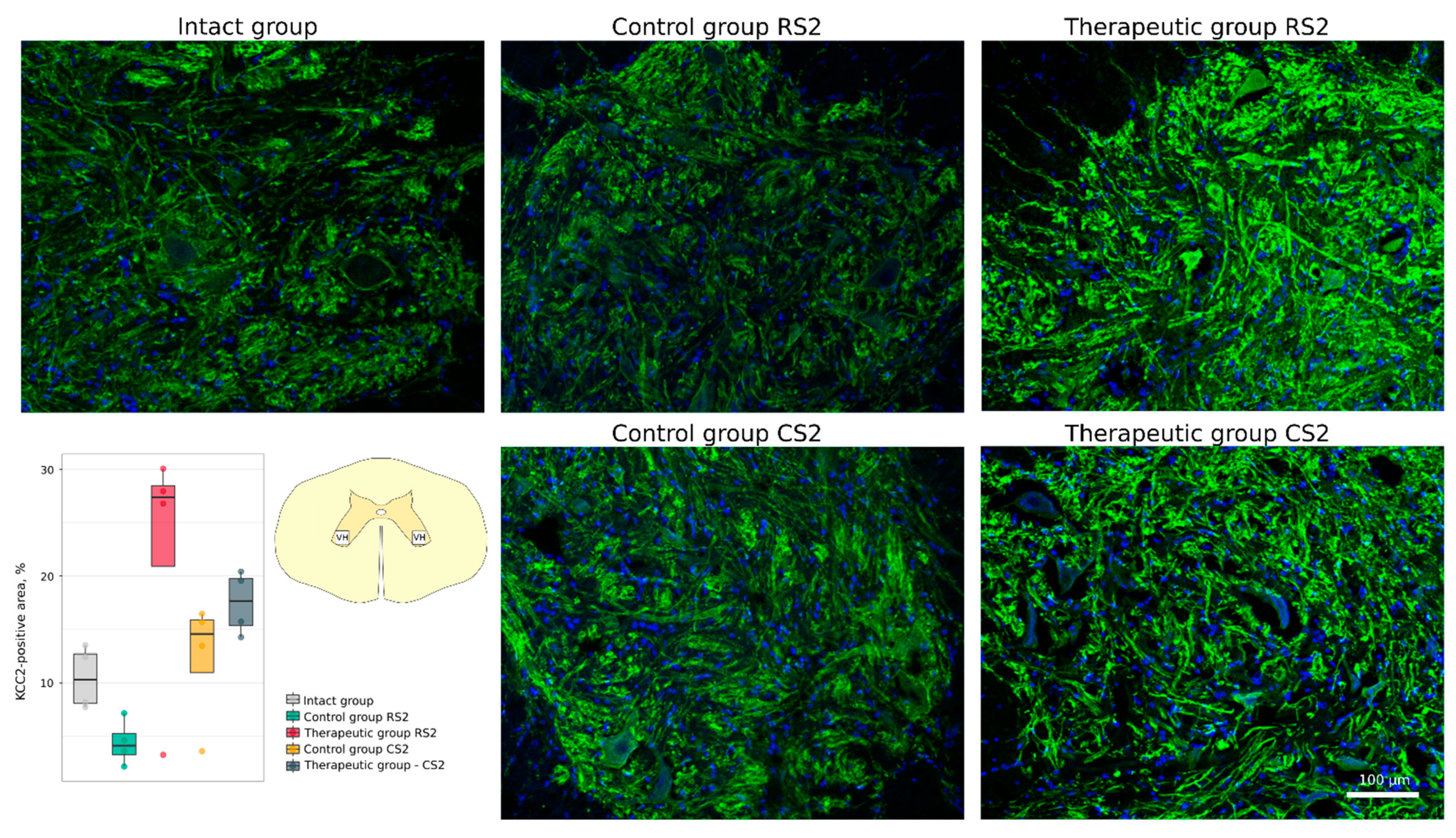 Cells 11 00144 g007 Cells 11 00144 g007