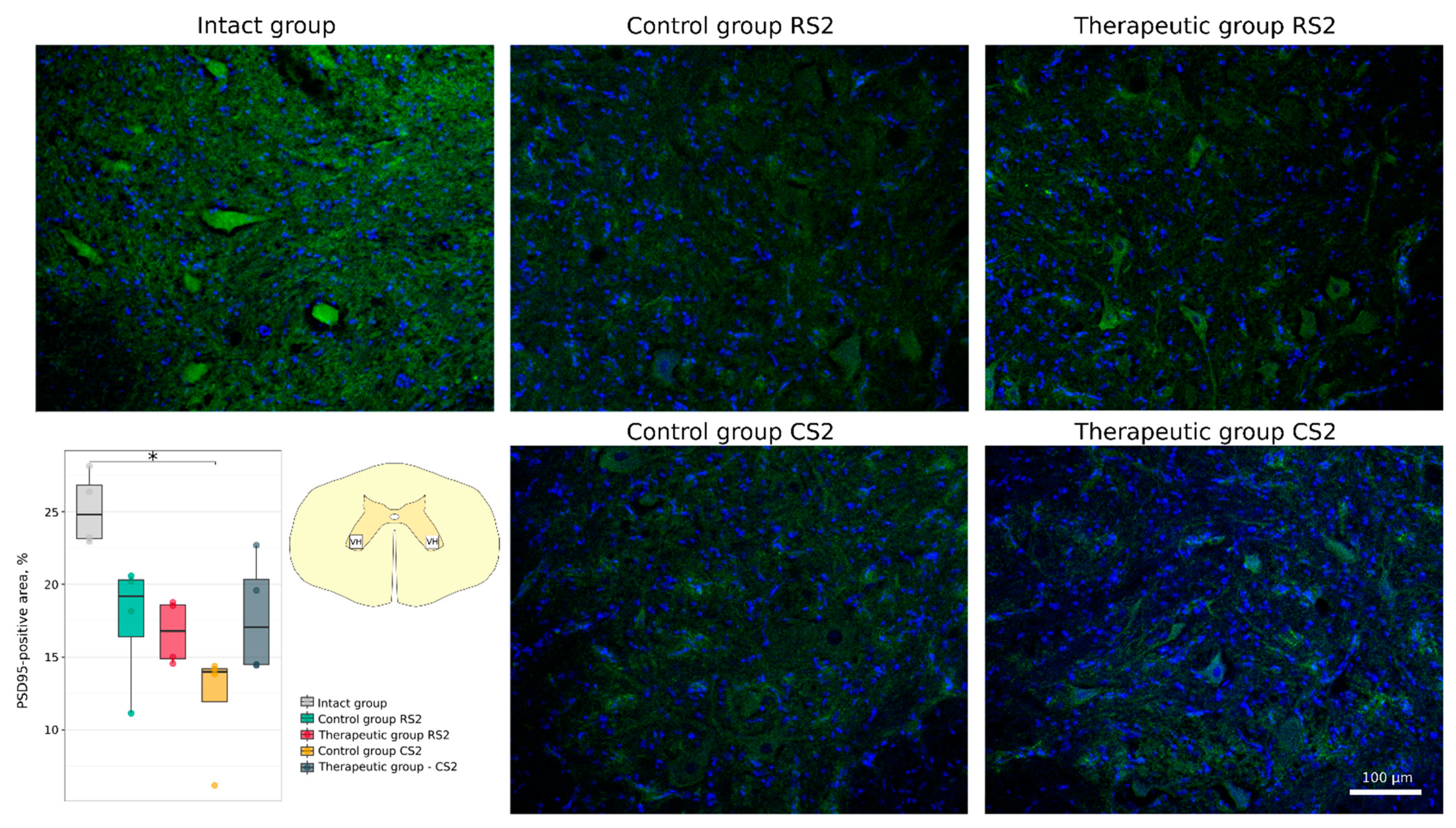 Cells 11 00144 g008 Cells 11 00144 g008