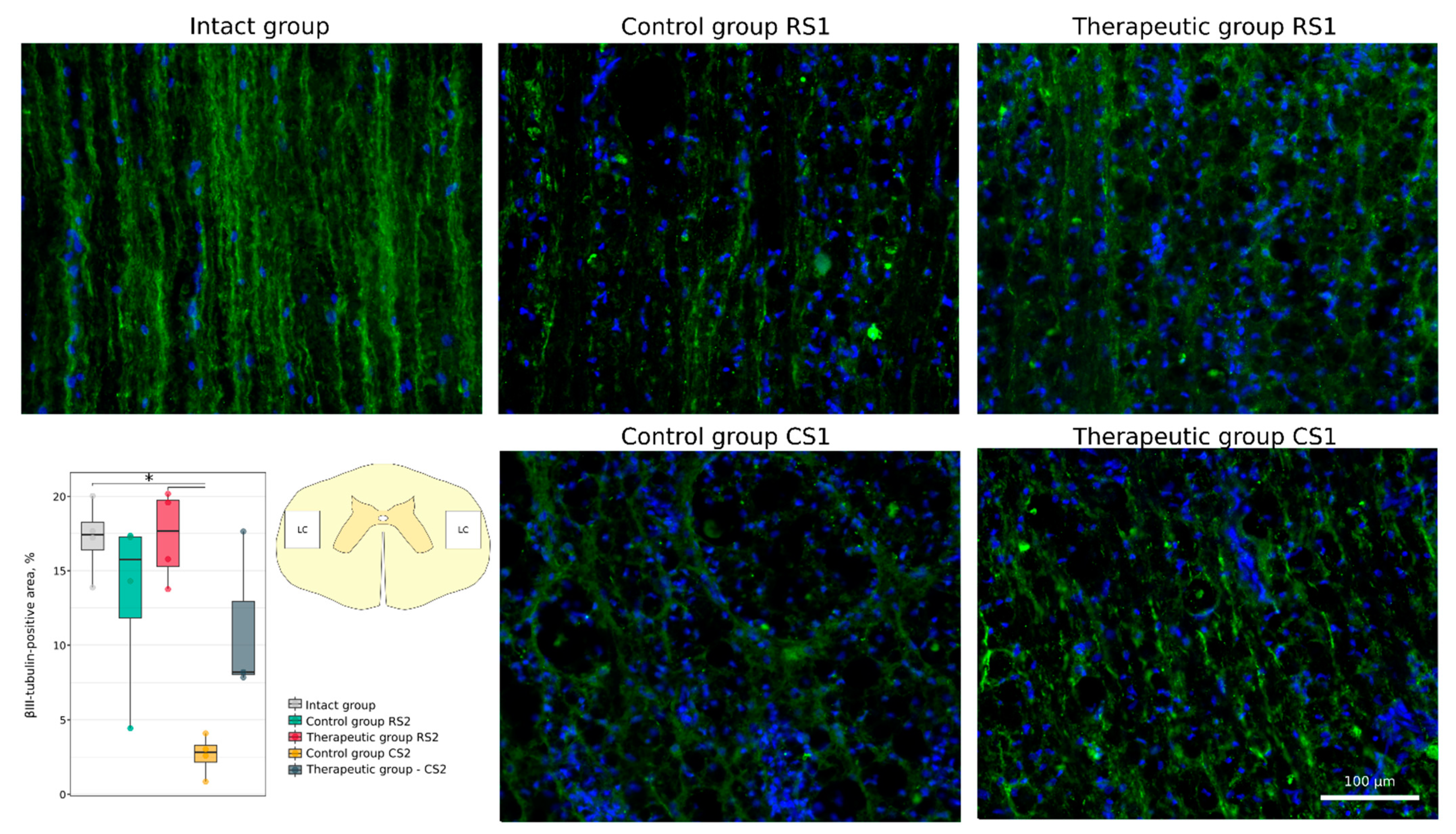 Cells 11 00144 g010 Cells 11 00144 g010