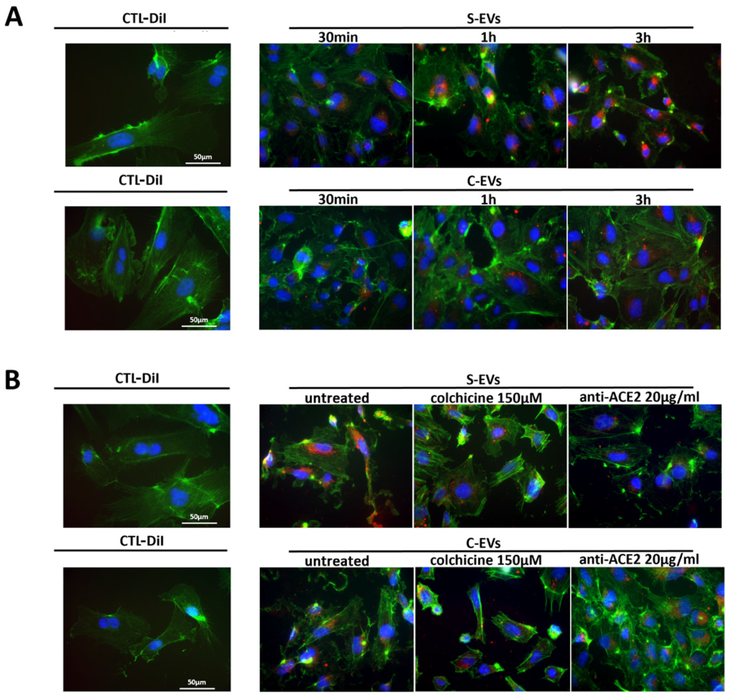 Cells 11 00146 g005 550