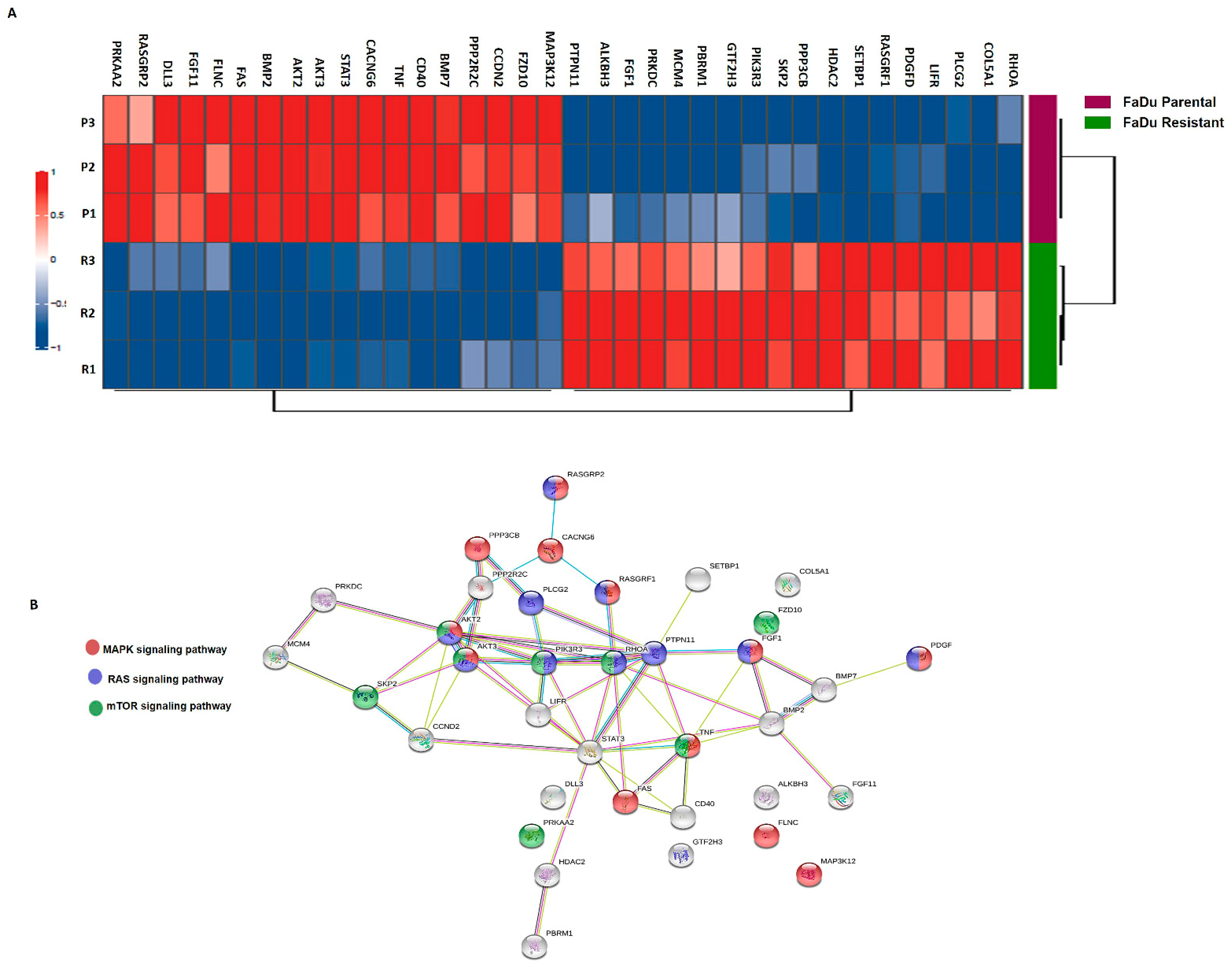 Cells 11 00154 g003 Cells 11 00154 g003