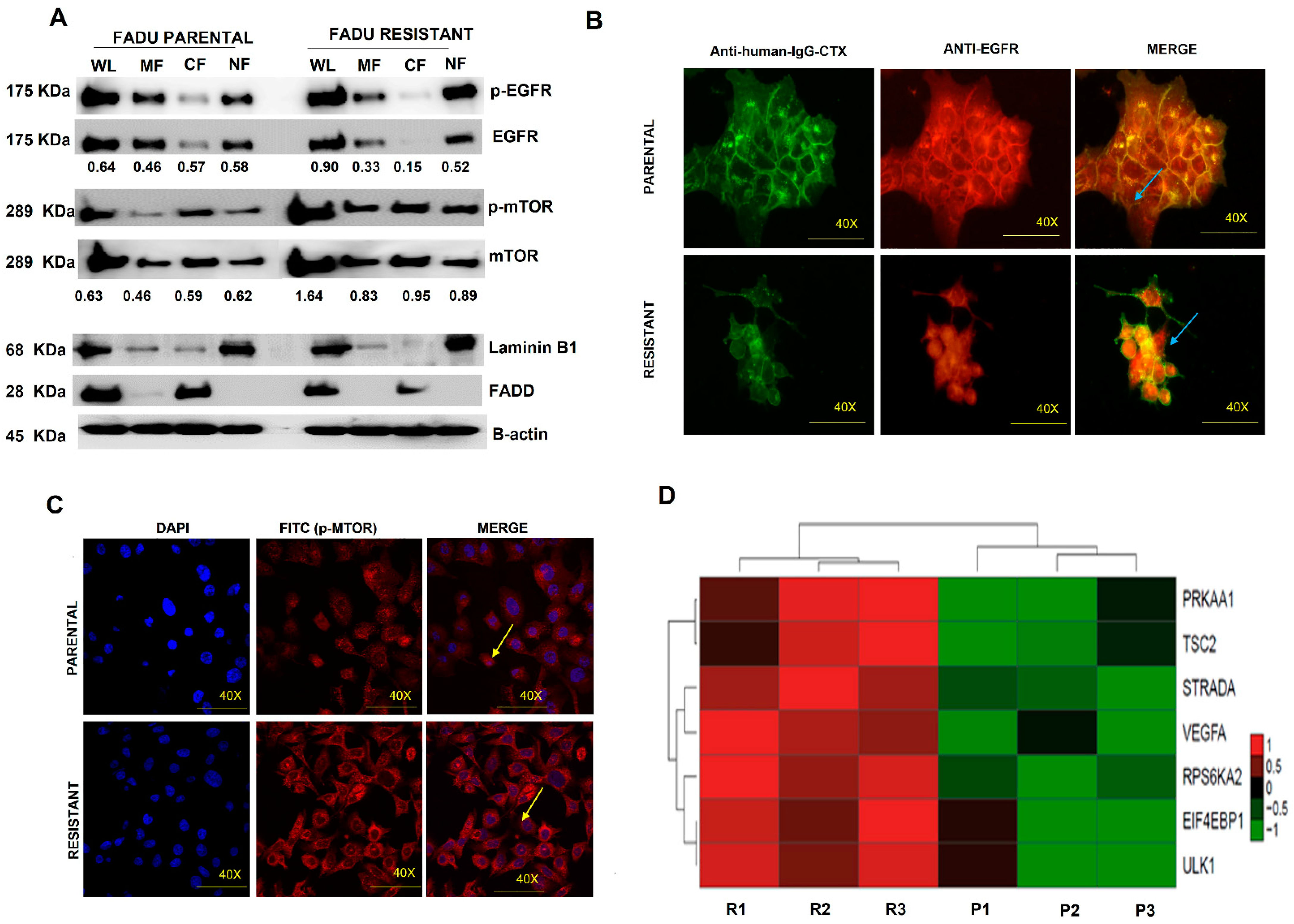Cells 11 00154 g005 Cells 11 00154 g005