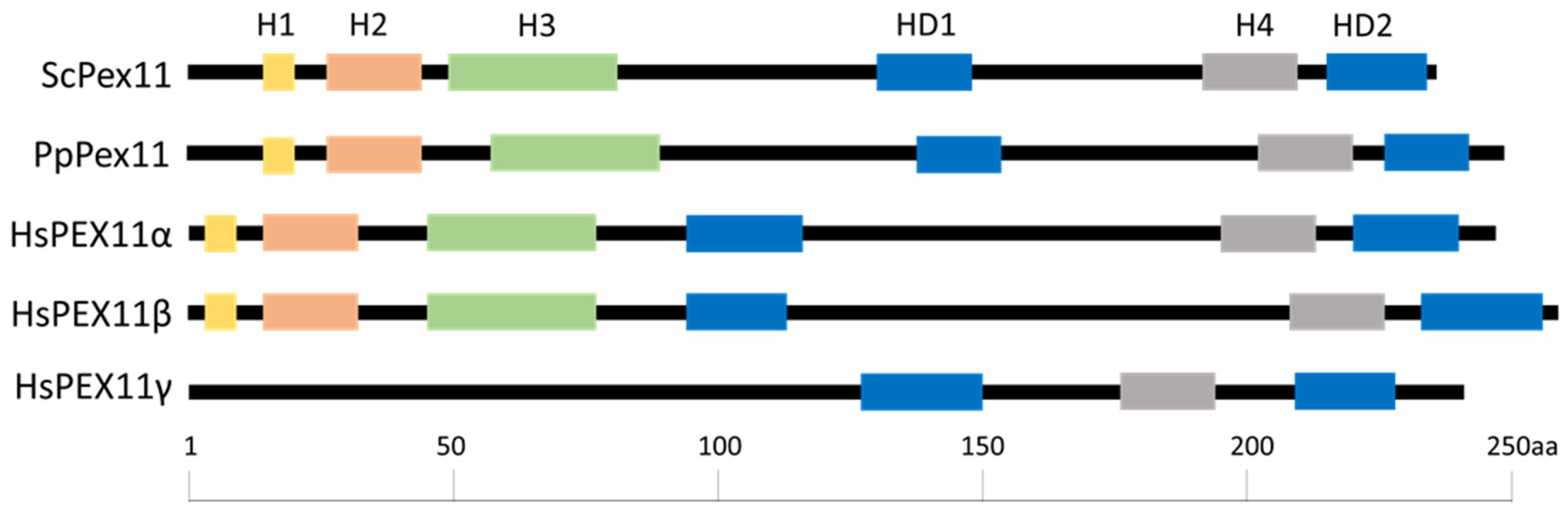 Cells 11 00157 g001 Cells 11 00157 g001
