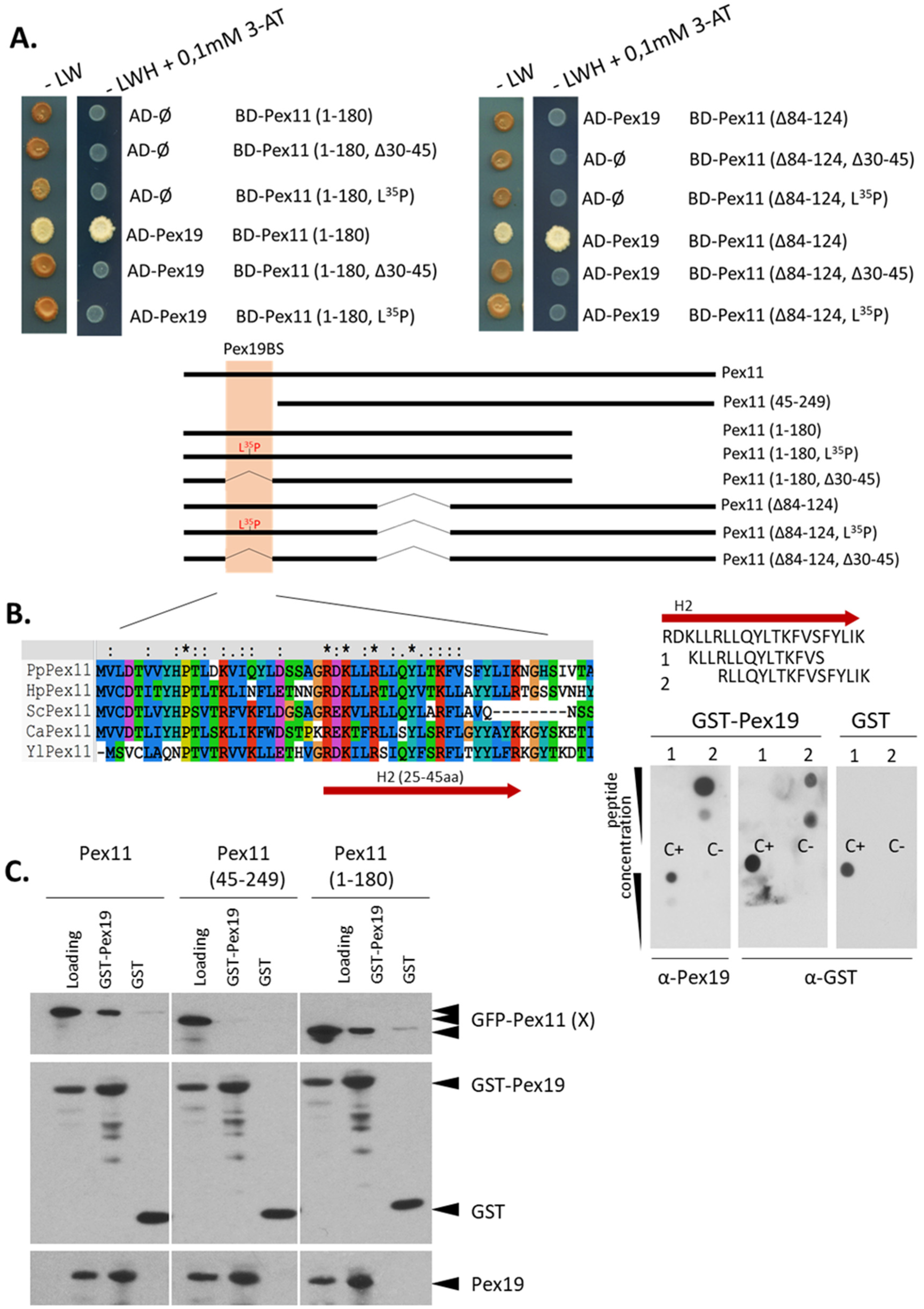 Cells 11 00157 g002 Cells 11 00157 g002