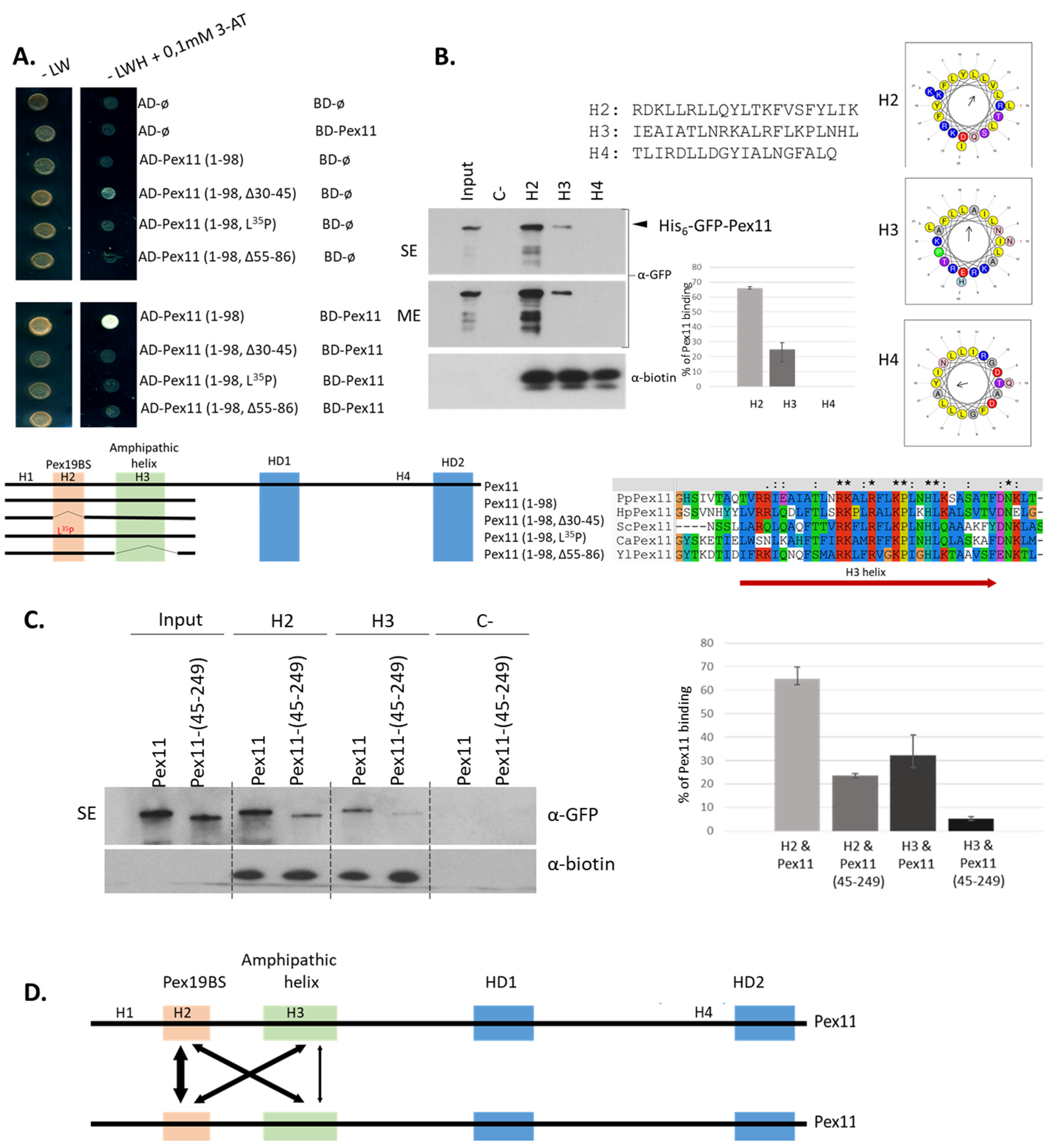 Cells 11 00157 g005 Cells 11 00157 g005