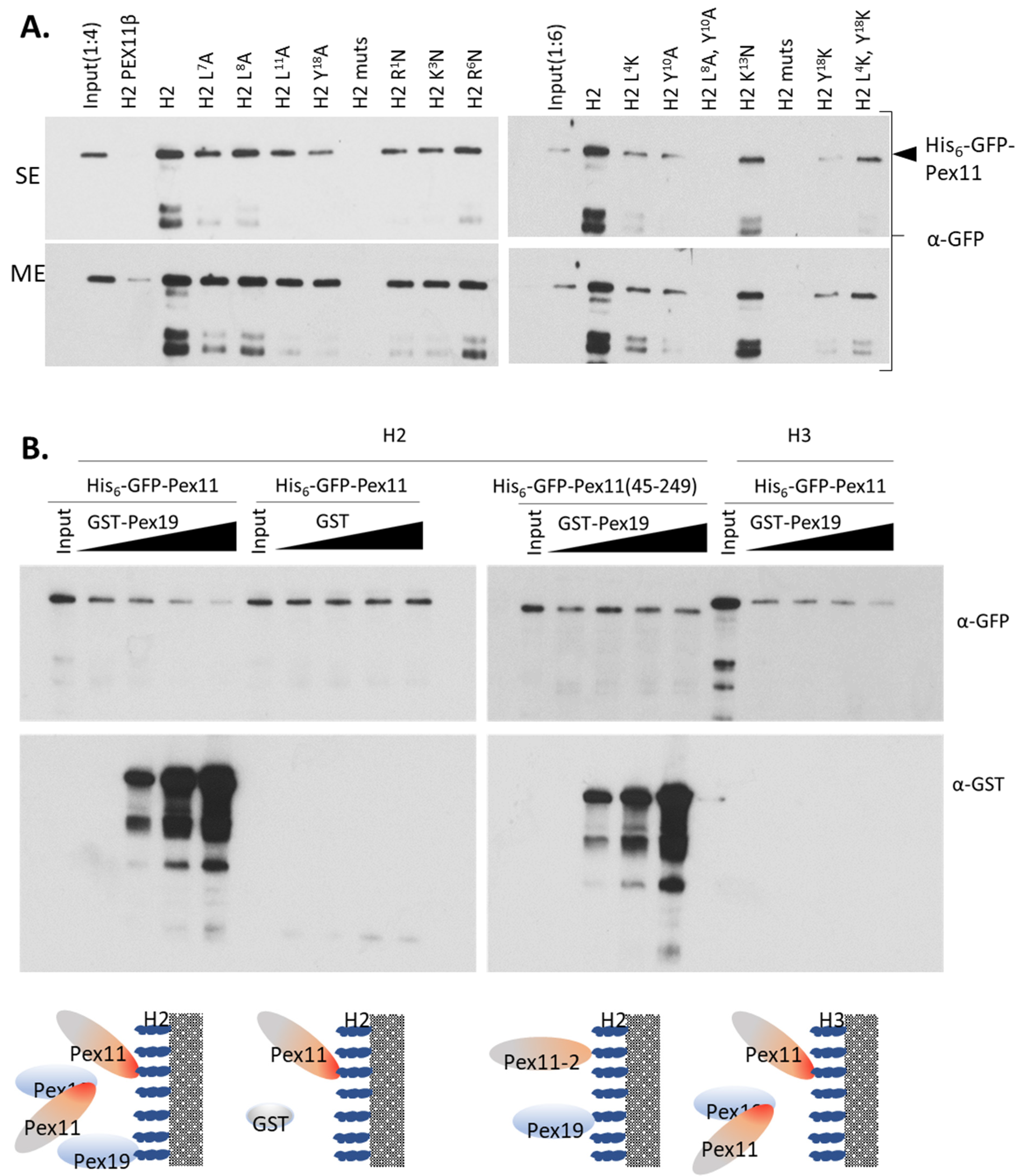 Cells 11 00157 g006 Cells 11 00157 g006