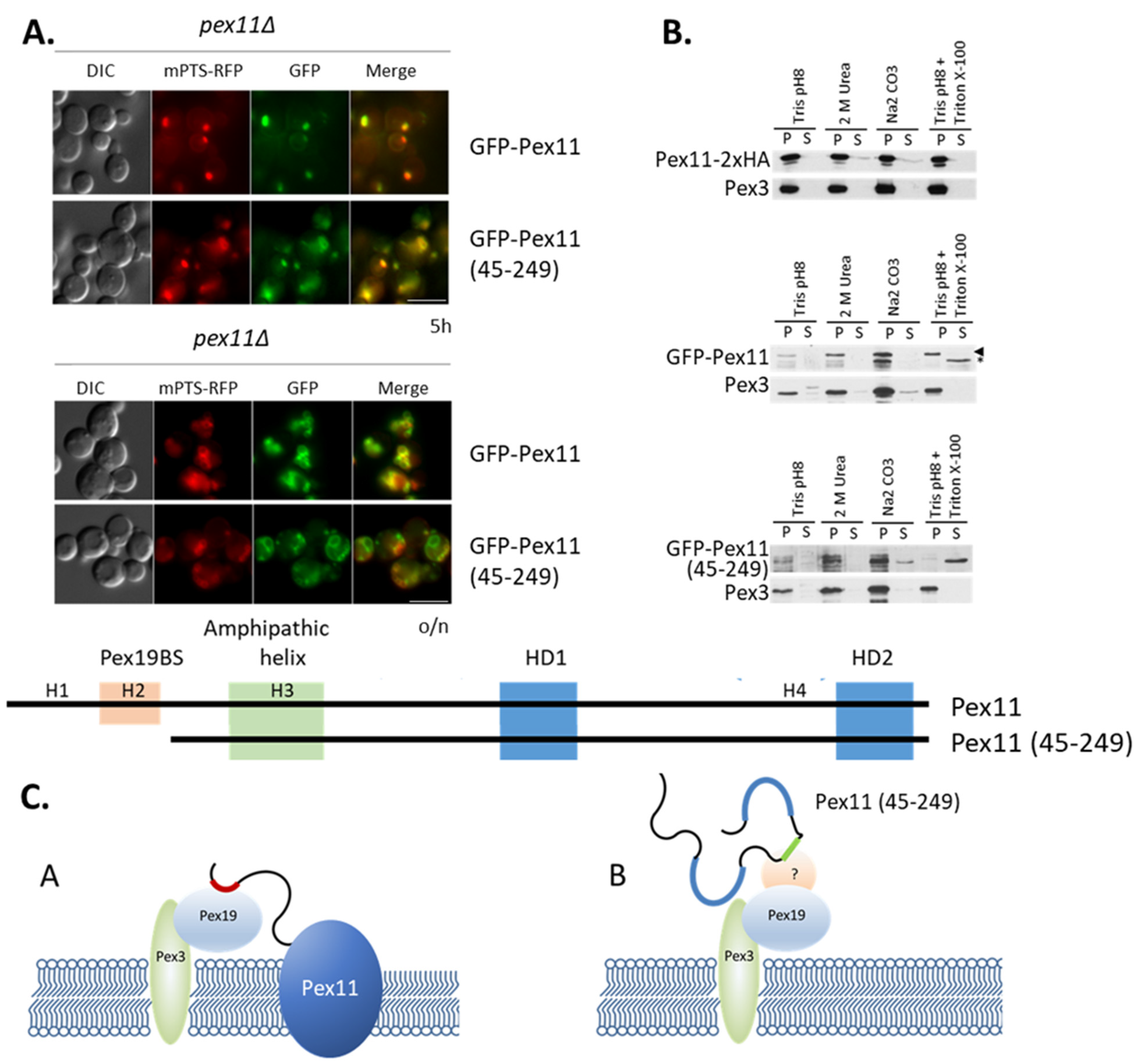 Cells 11 00157 g007 Cells 11 00157 g007