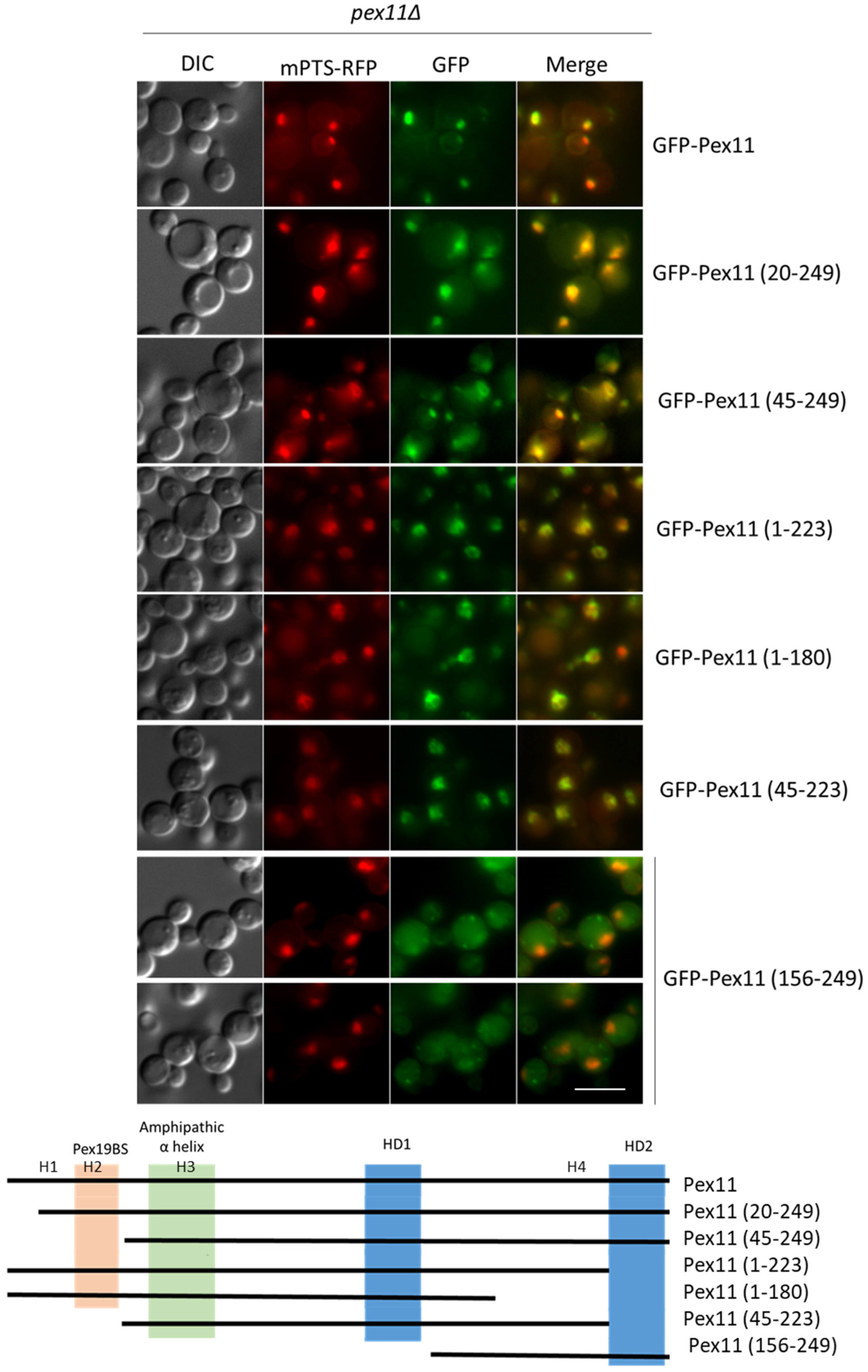 Cells 11 00157 g008 Cells 11 00157 g008