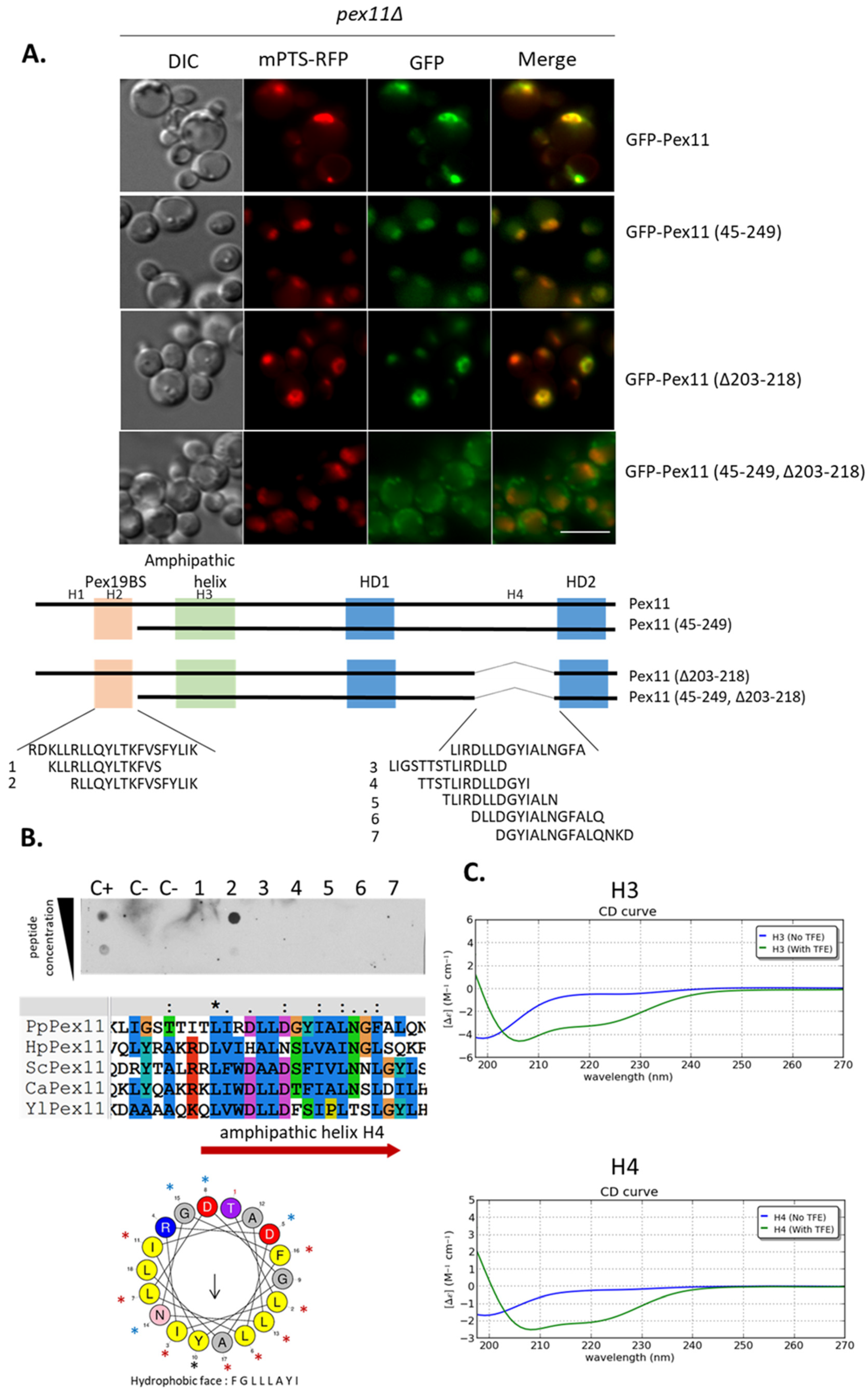 Cells 11 00157 g009 Cells 11 00157 g009