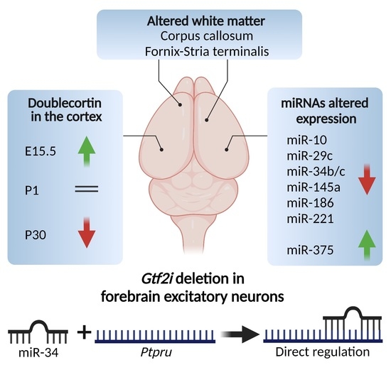 Cells Free Full Text Altered White Matter And Microrna Expression In A Murine Model Related To Williams Syndrome Suggests That Mir 34b C Affects Brain Development Via Ptpru And Dcx Modulation Html
