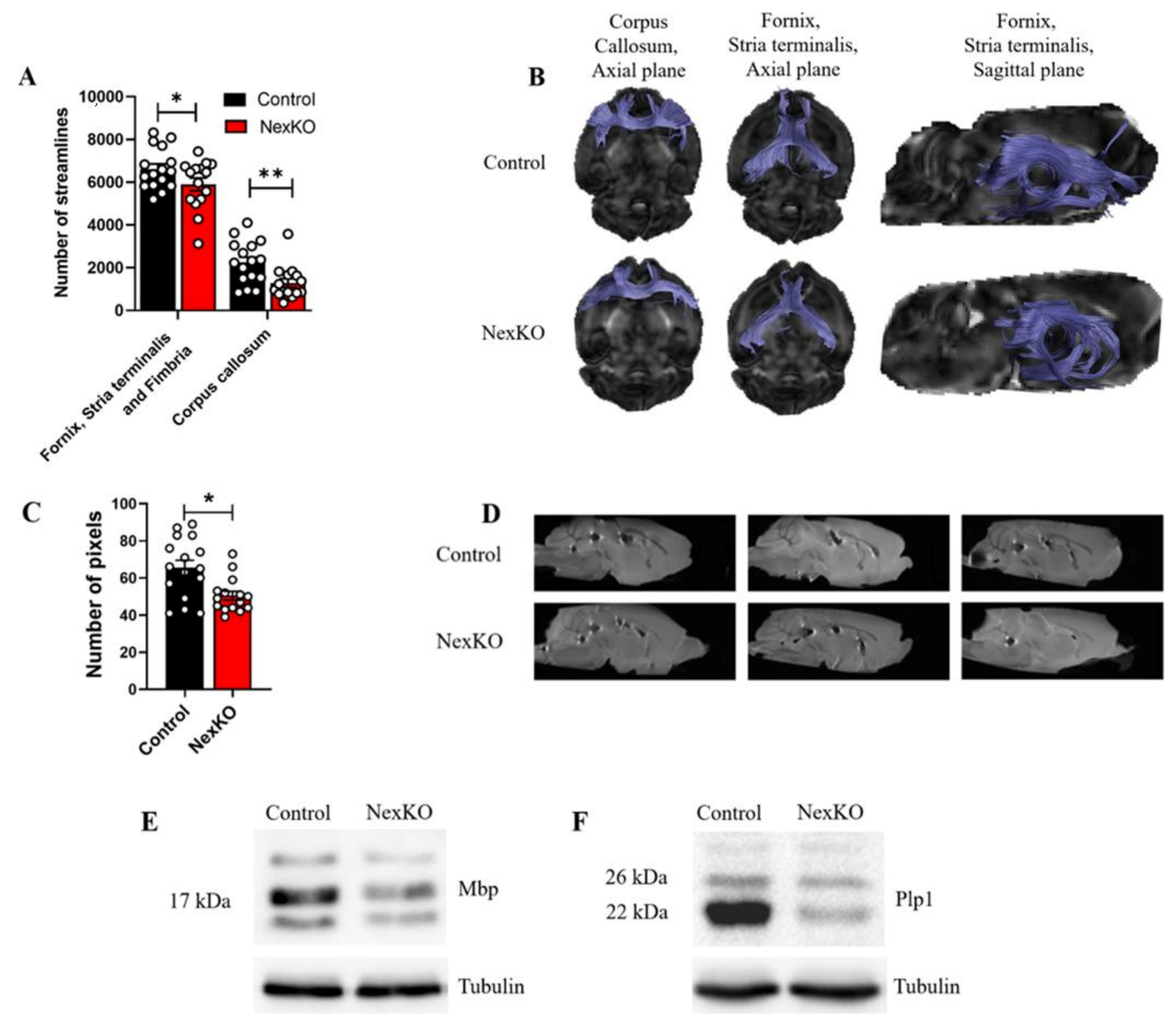 Cells 11 00158 g001 Cells 11 00158 g001