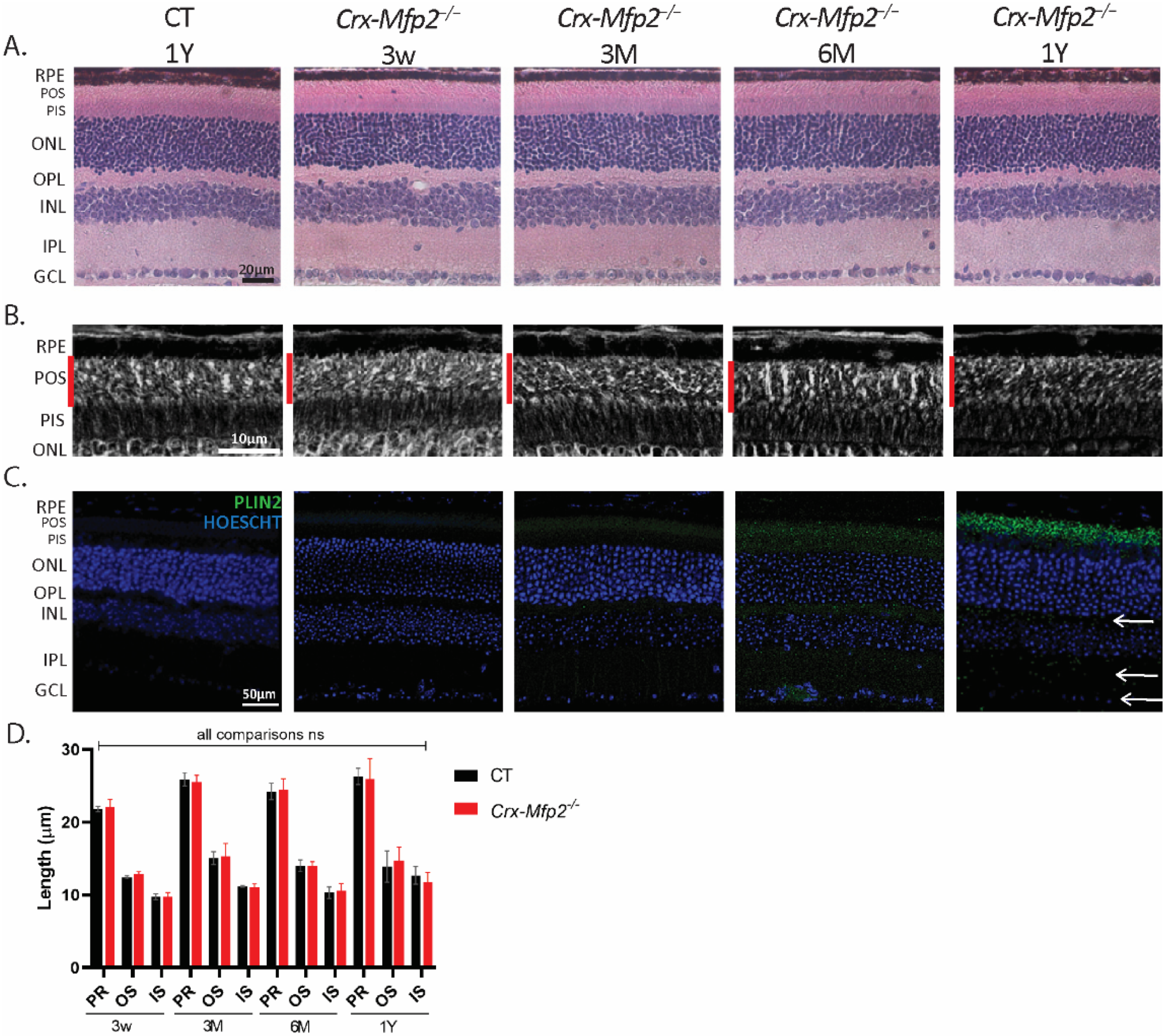 Cells 11 00161 g002 Cells 11 00161 g002